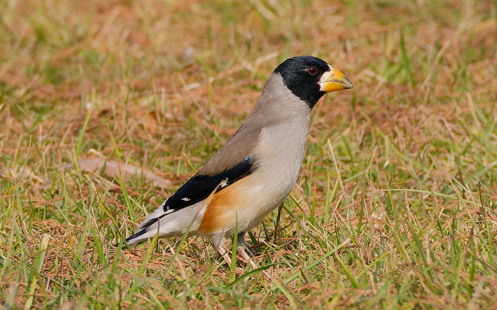 Glezg sťahovavý (Eophona migratoria)