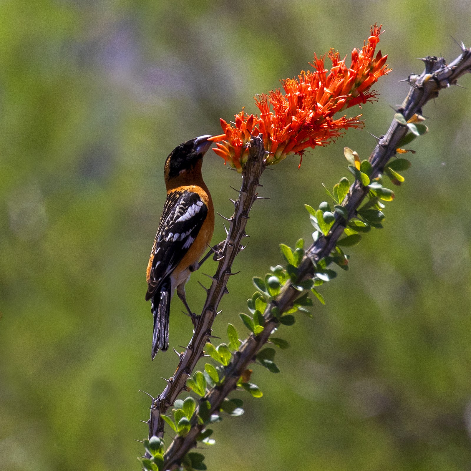 Glezgovec čiernohlavý (Pheucticus melanocephalus)