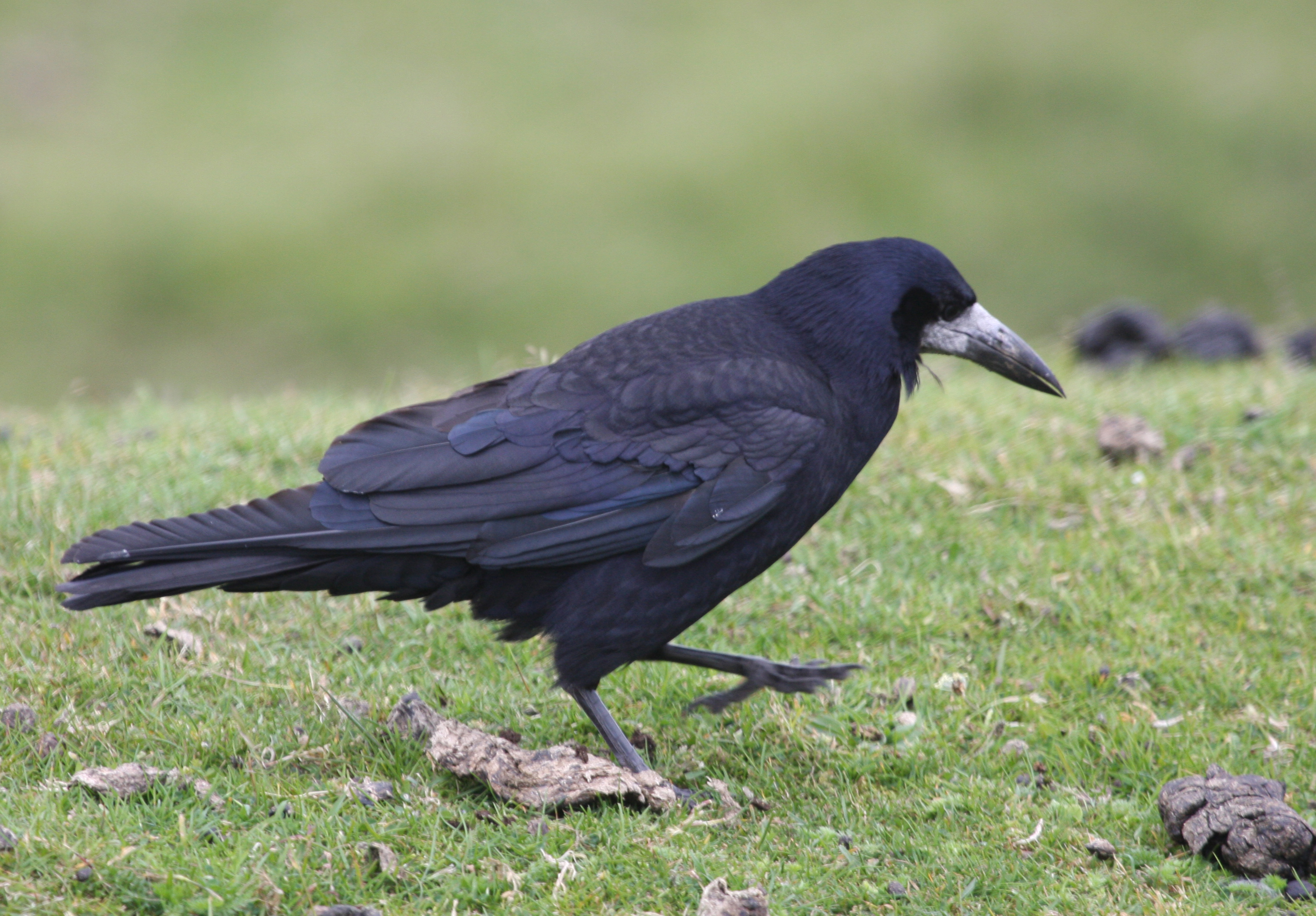 Dospelý havran čierny (Corvus frugilegus) v Dartmoore (UK) — krásne viditeľná bledá holá koža pri základni štíhleho špicatého zobáka (kľúčový diagnostický znak dospelého havrana oproti vrane), lesklé čierne operenie s fialovým štrukturálnym leskom a charakteristické operené „nohavice" na nohách. Foto Brian Snelson (CC BY 2.0).