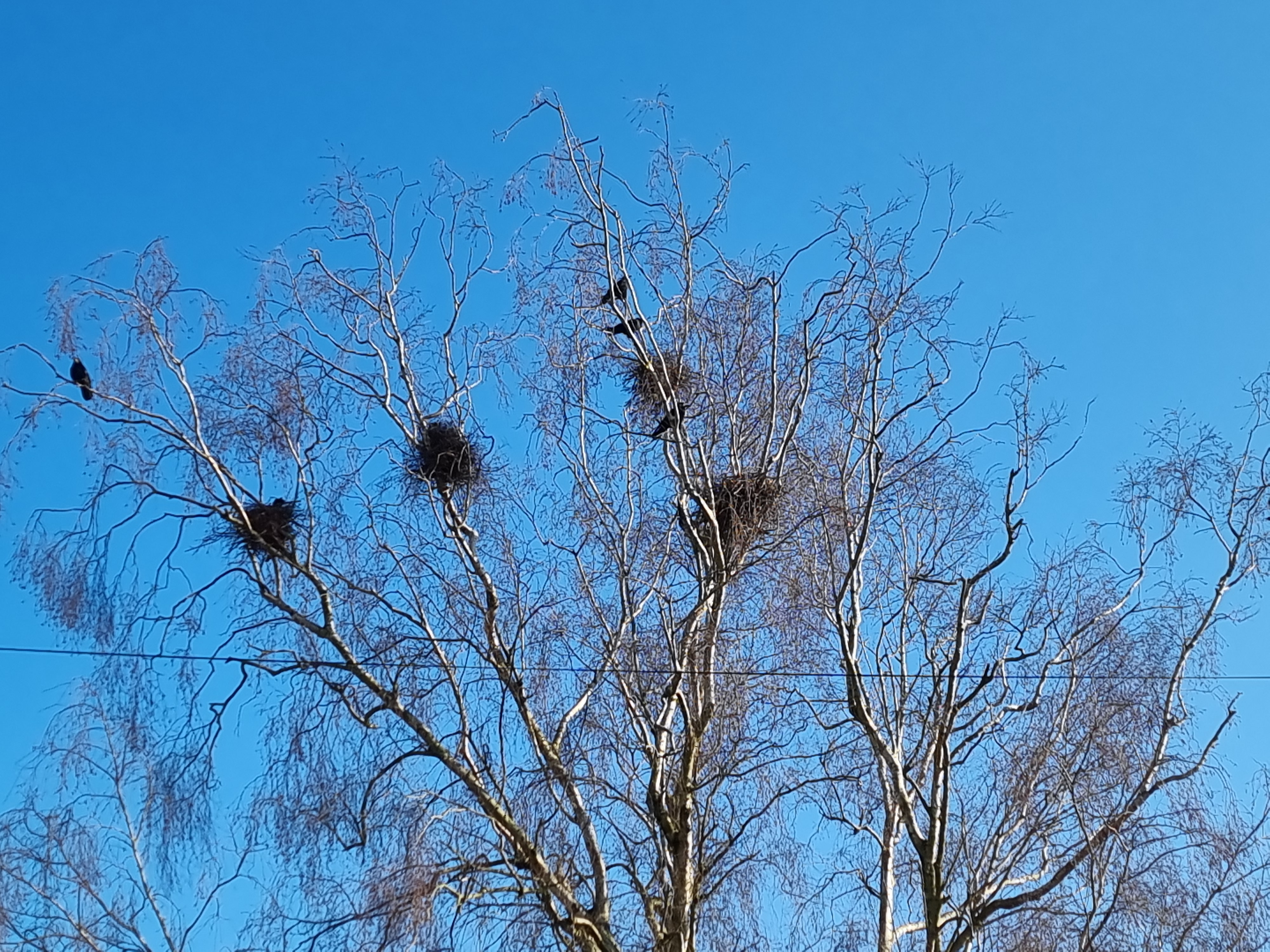 Klasická havraní kolónia (rookery) v Salisbury, Anglicko — desiatky hniezd v korunách vysokých stromov, charakteristická stavba havraního kolóniálneho hniezdenia. Niektoré britské rookery existujú na rovnakom mieste viac než 100 rokov. Havran je jediným pravým koloniálnym hniezdičom medzi európskymi krkavcovitými. Foto Richard Avery (CC BY-SA 4.0).
