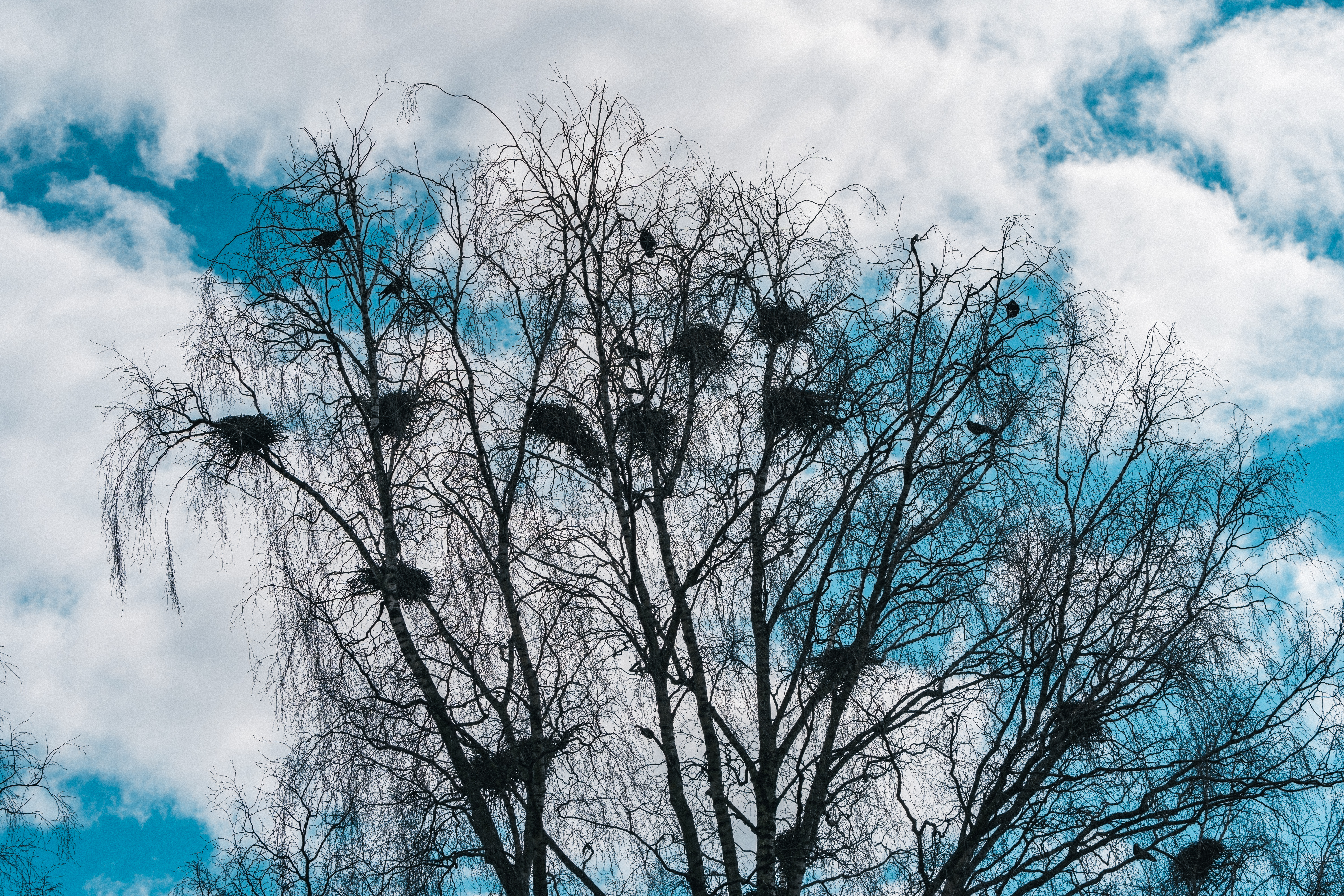 Havran čierny v Nórsku — severná populácia nominátneho poddruhu Corvus frugilegus frugilegus. Severné populácie sú migračné a zimujú v južnej a strednej Európe vrátane Slovenska, kde sa pripájajú k miestnym havranom na spoločných zimných nocoviskách (Bratislava-Slovnaft, Šaľa, Košice). Foto Øyvind Holmstad (CC BY-SA 4.0).