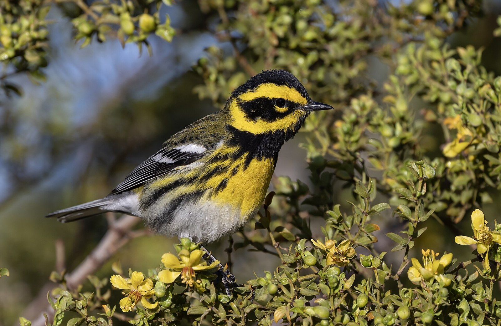 Horárik čečinový (Setophaga townsendi)