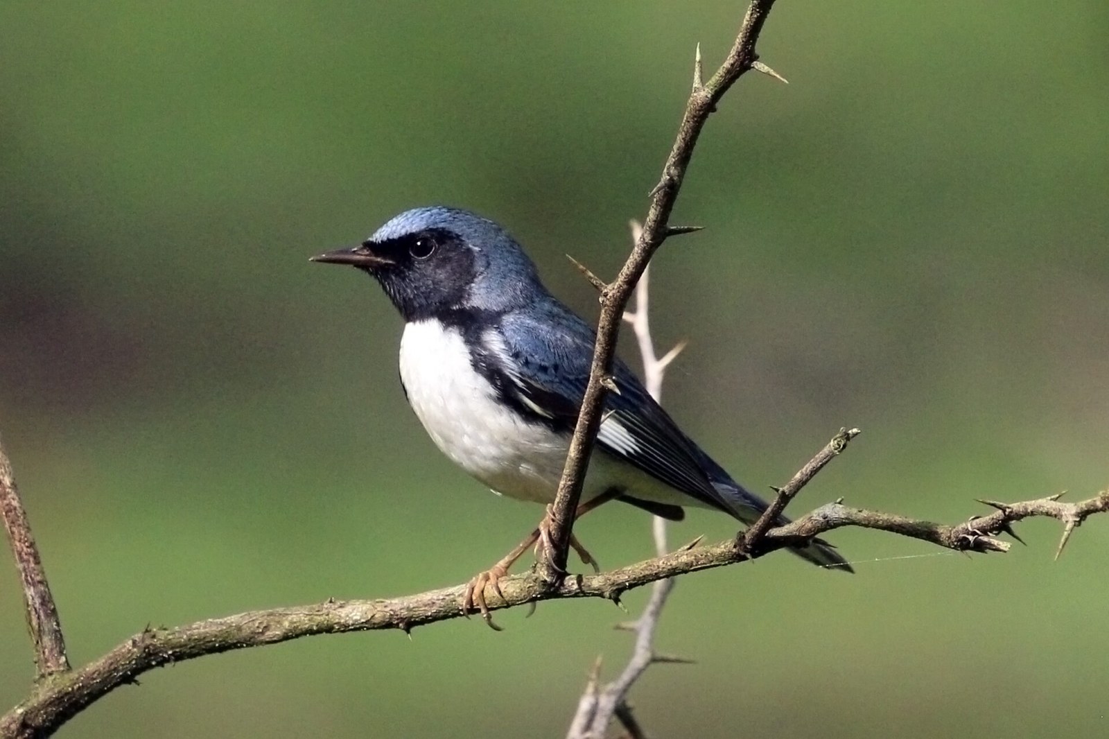 Horárik čiernohrdlý (Setophaga caerulescens)