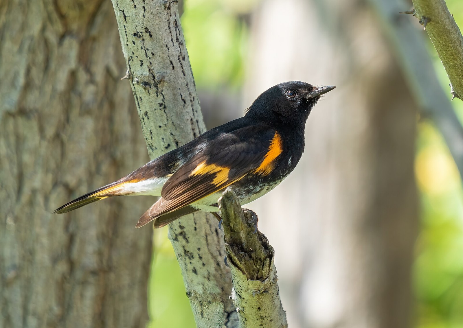 Horárik čierny (Setophaga ruticilla)