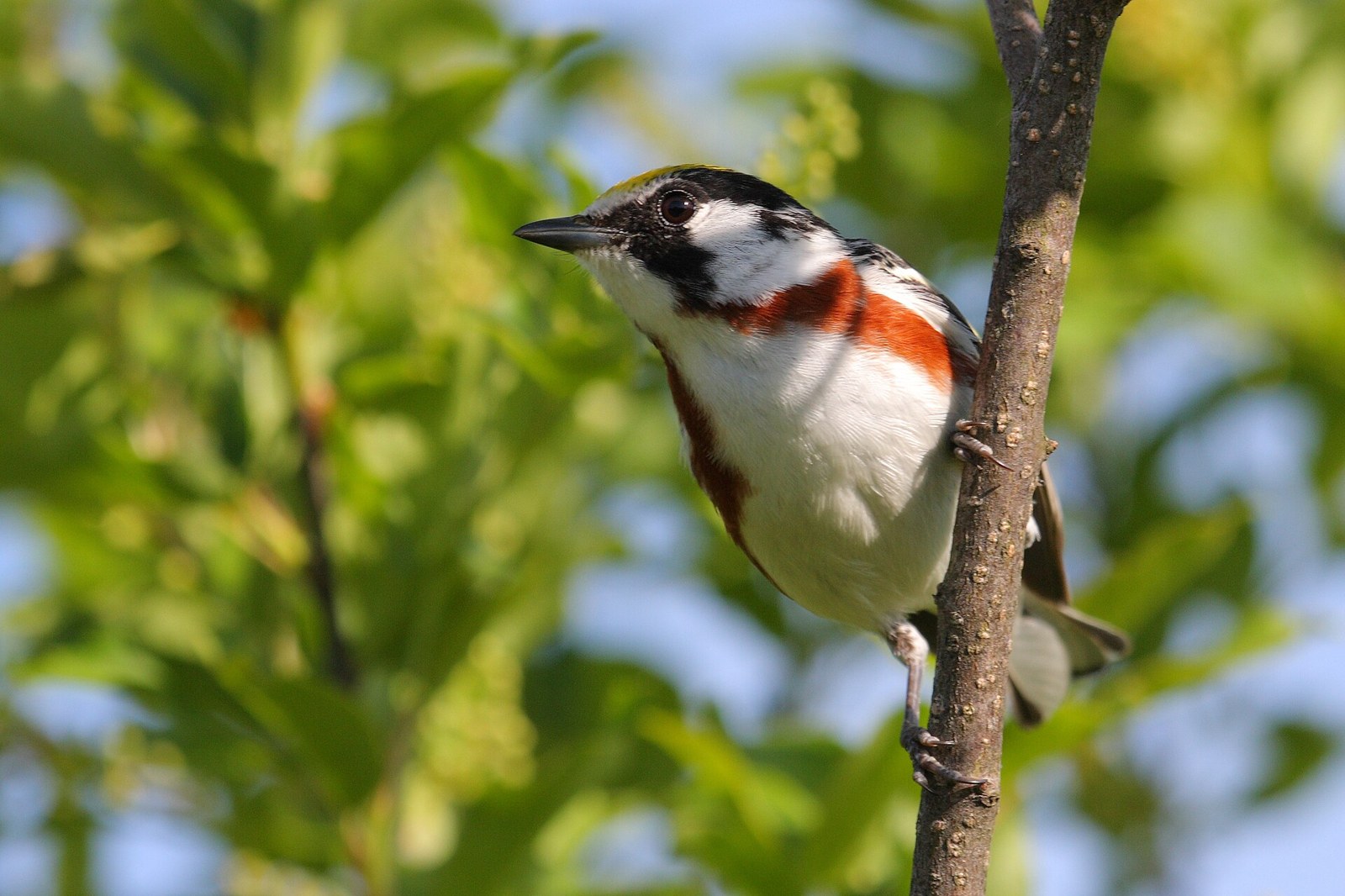 Horárik hnedoboký (Setophaga pensylvanica)