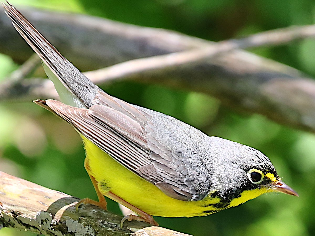 Horárik kanadský (Cardellina canadensis)