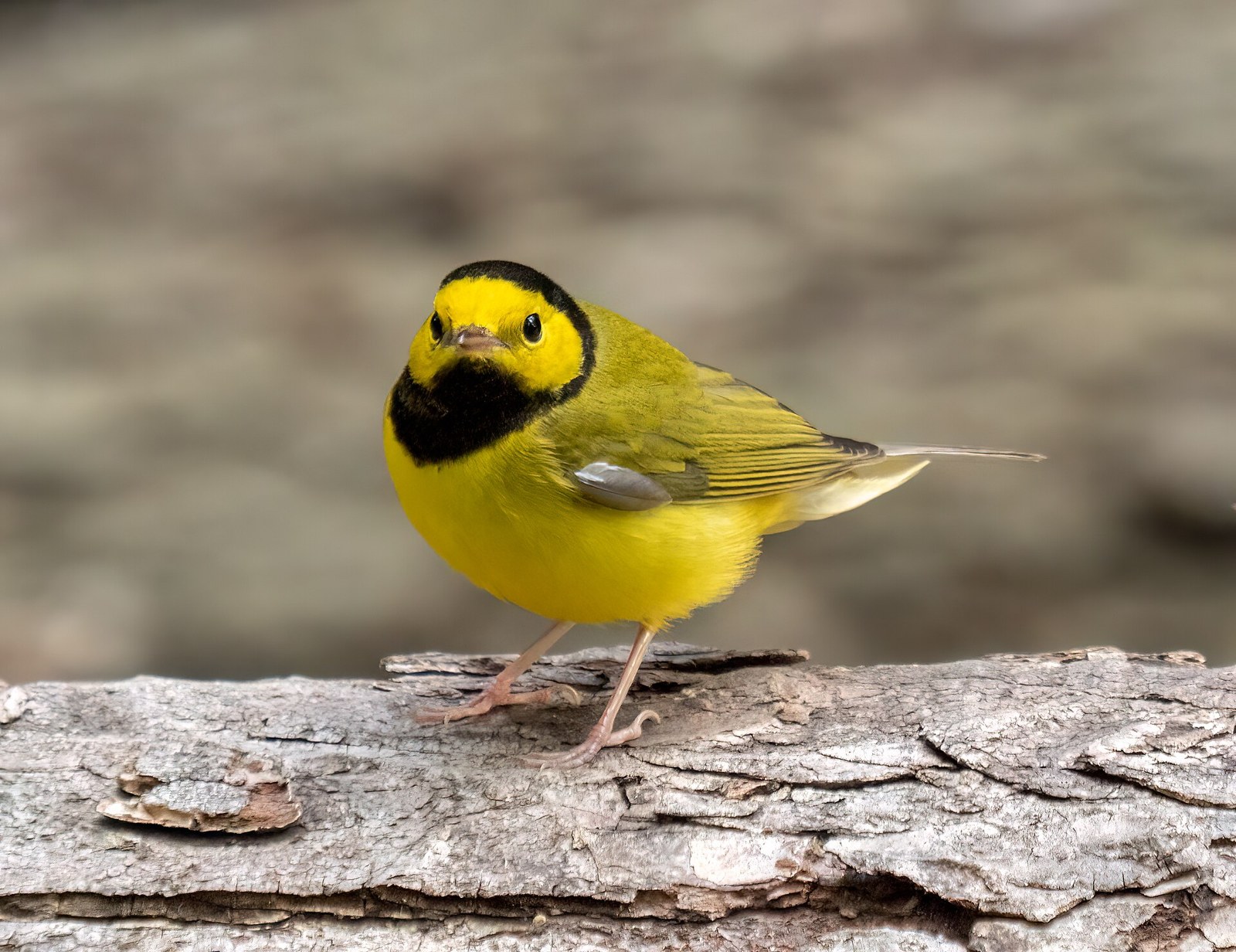 Horárik kuklatý (Setophaga citrina)