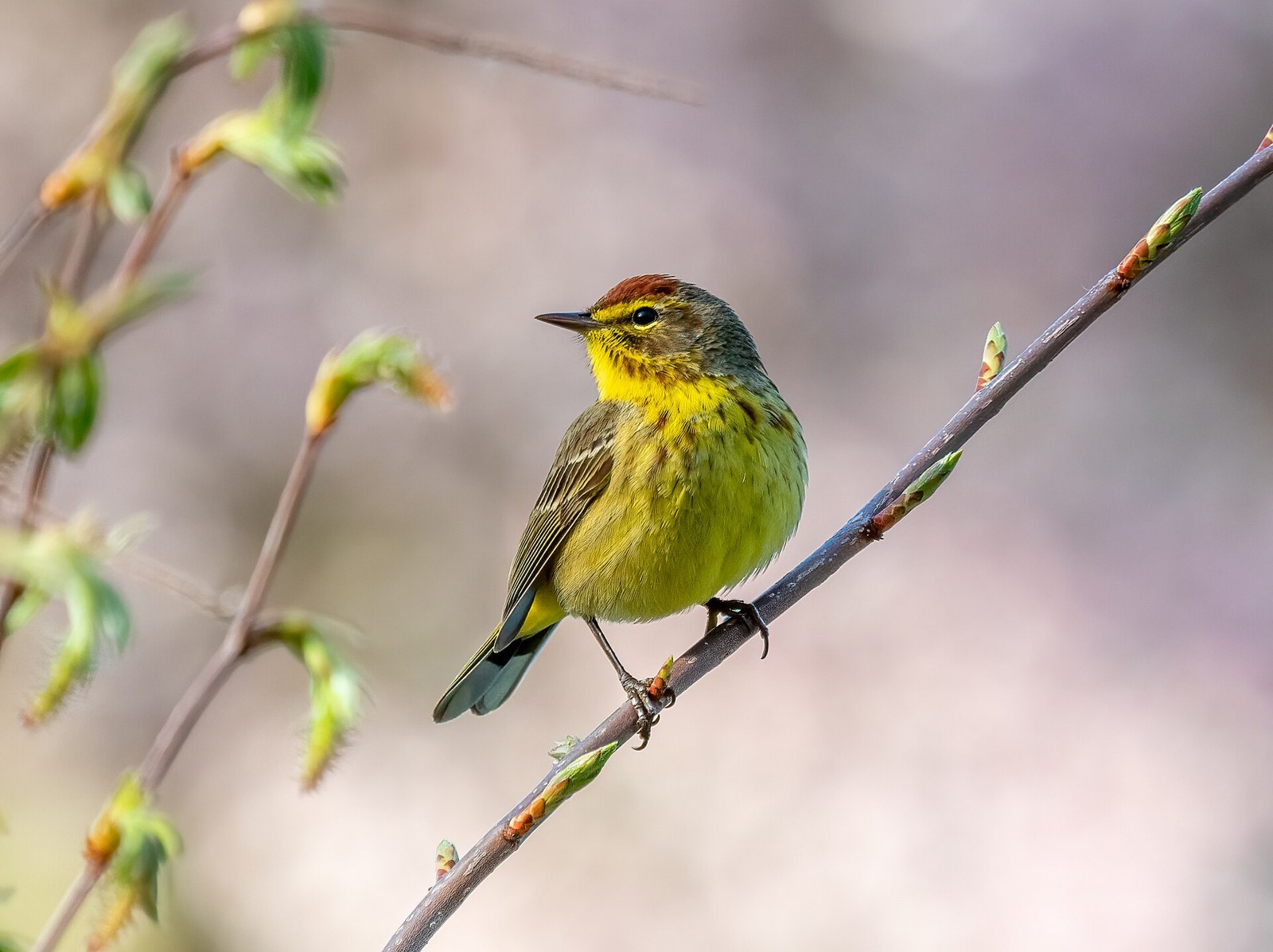 Horárik palmový (Setophaga palmarum)