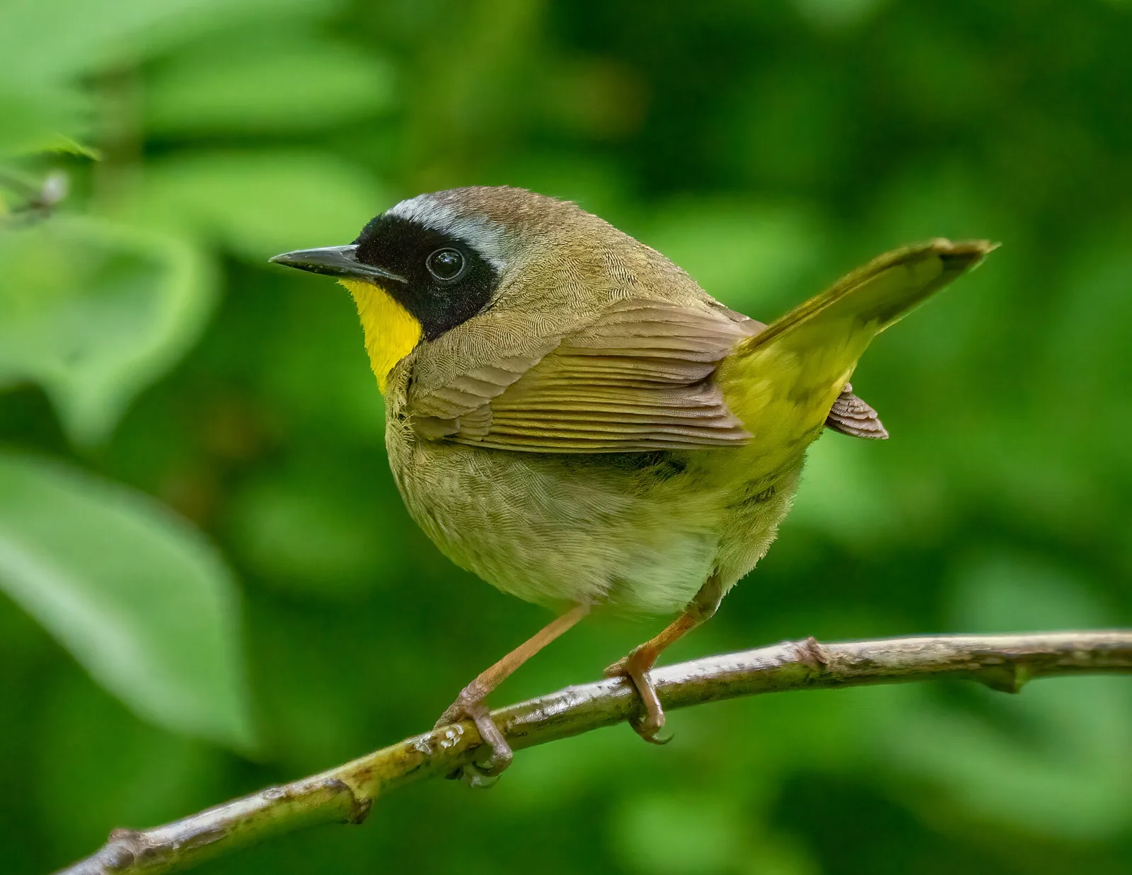 Horárik pastvinový (Geothlypis trichas)