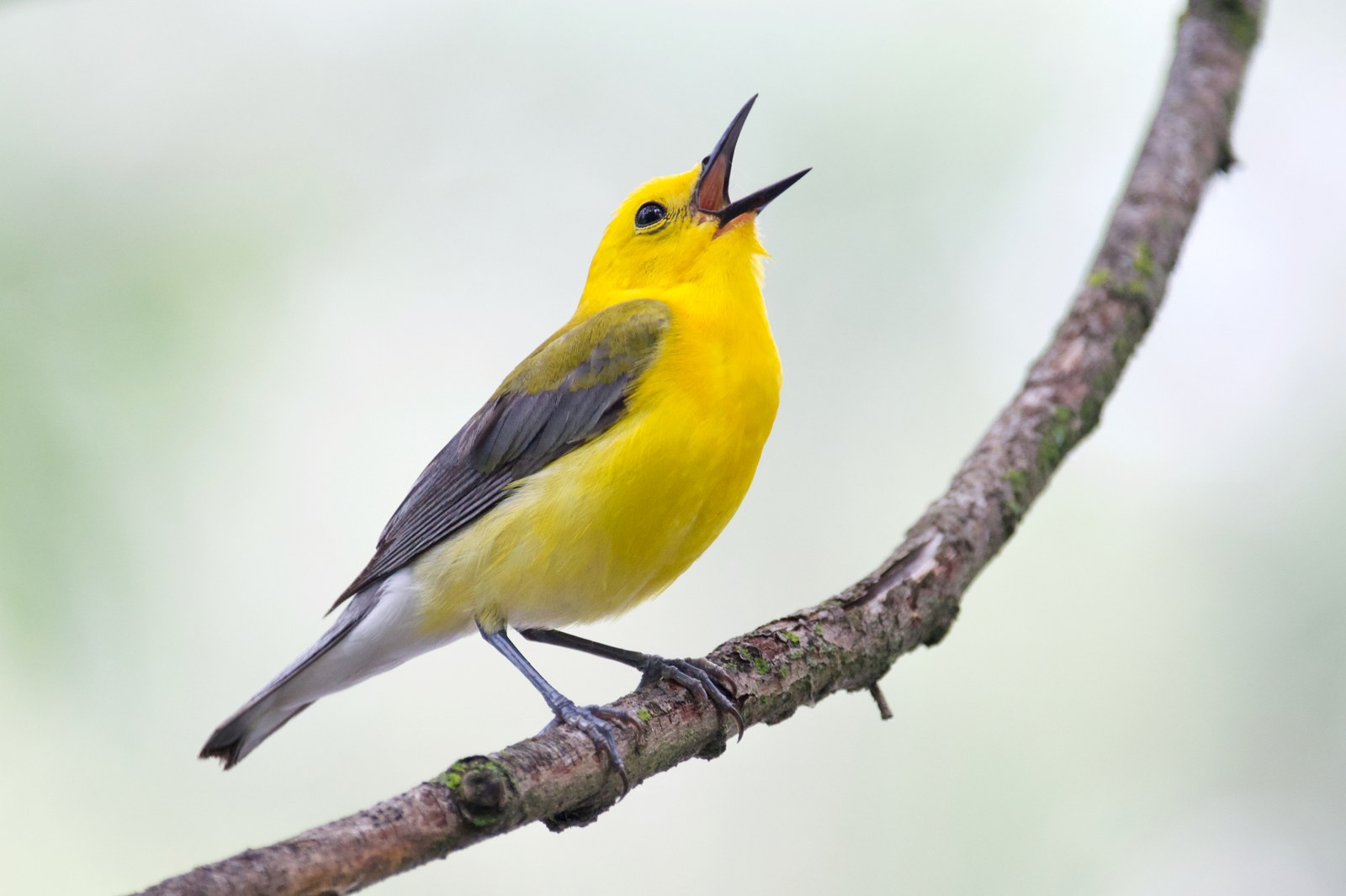 Horárik pomarančový (Protonotaria citrea)