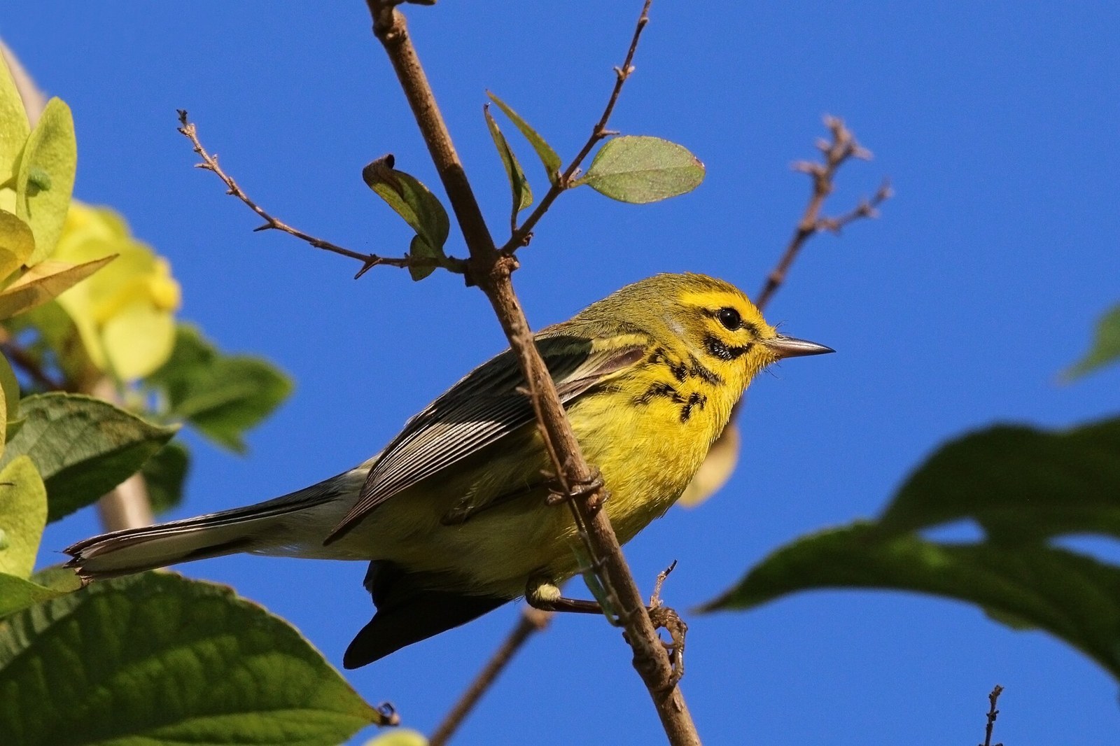 Horárik prériový (Setophaga discolor)