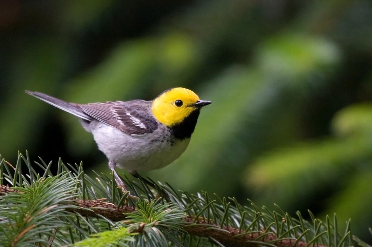 Horárik pustovnícky (Setophaga occidentalis)