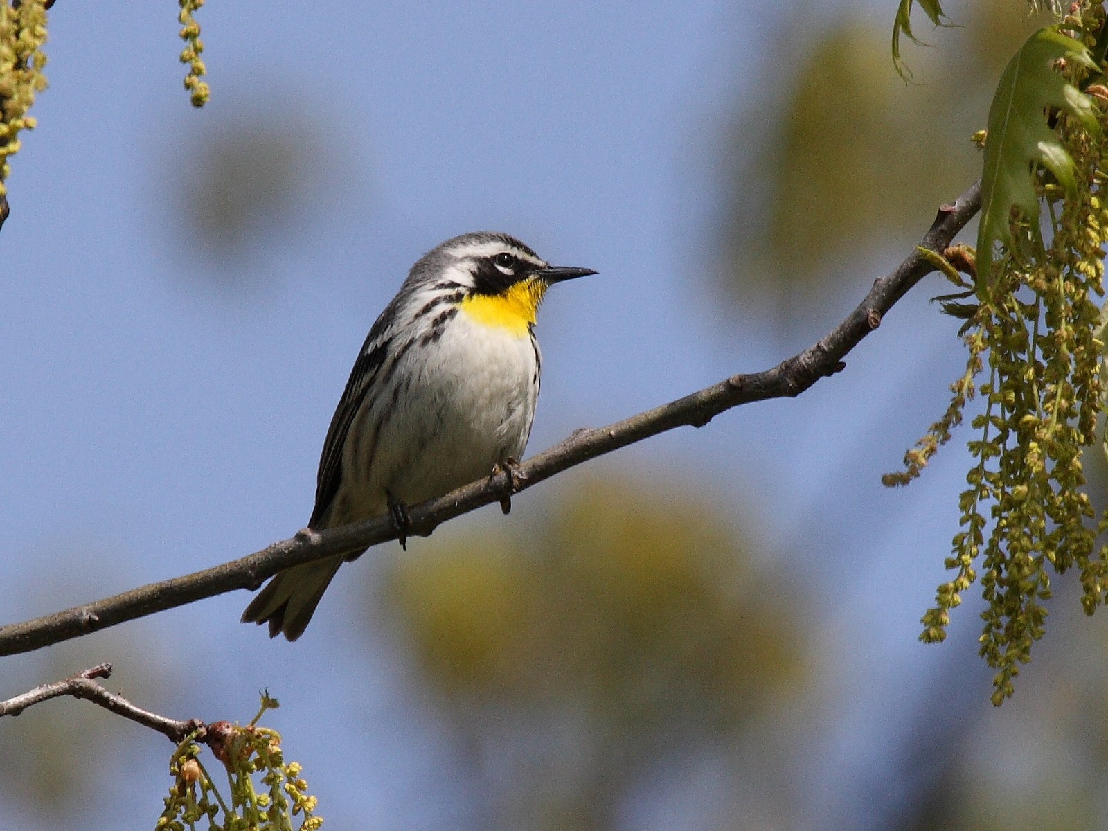 Horárik sivochrbtý (Setophaga dominica)