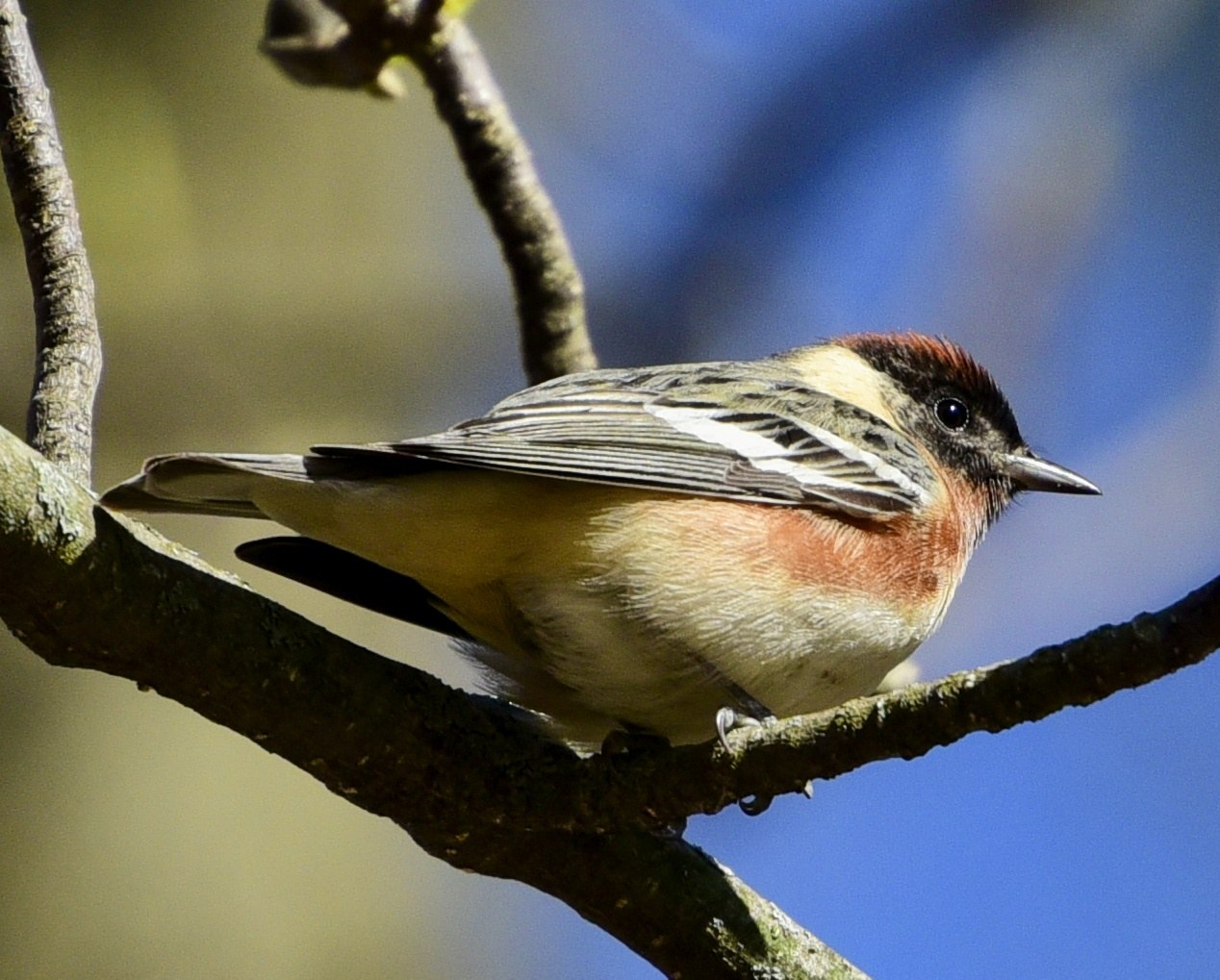 Horárik smrekový (Setophaga castanea)