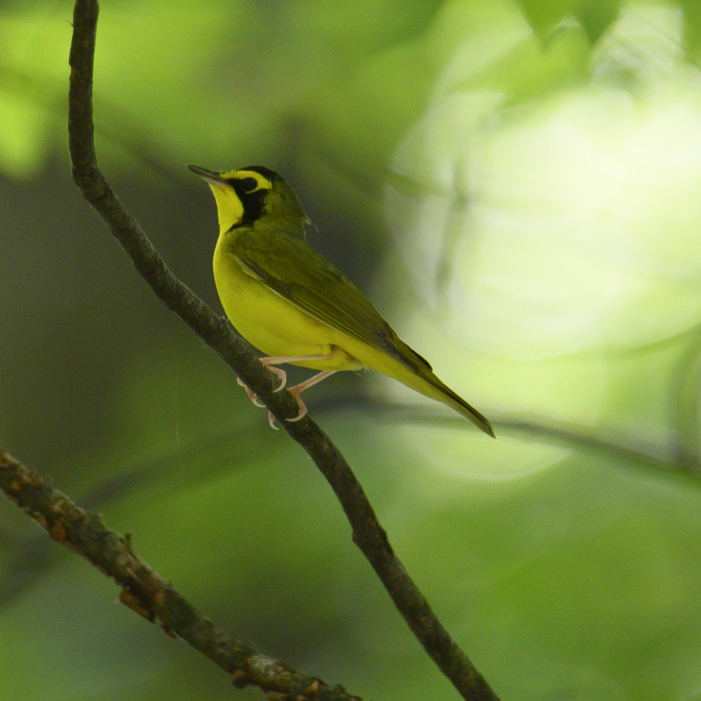 Horárik spevavý (Geothlypis formosa)
