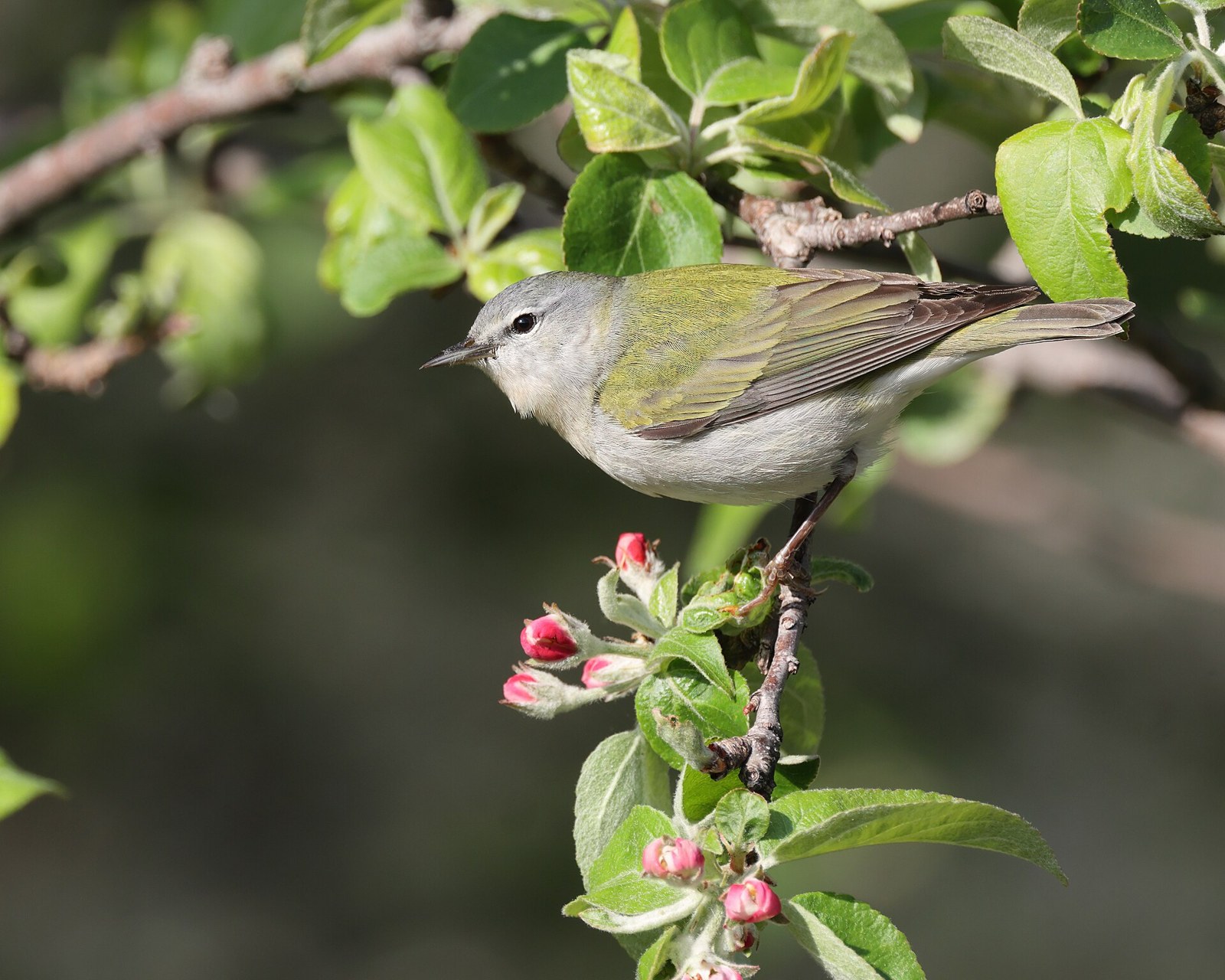 Horárik sťahovavý (Leiothlypis peregrina)