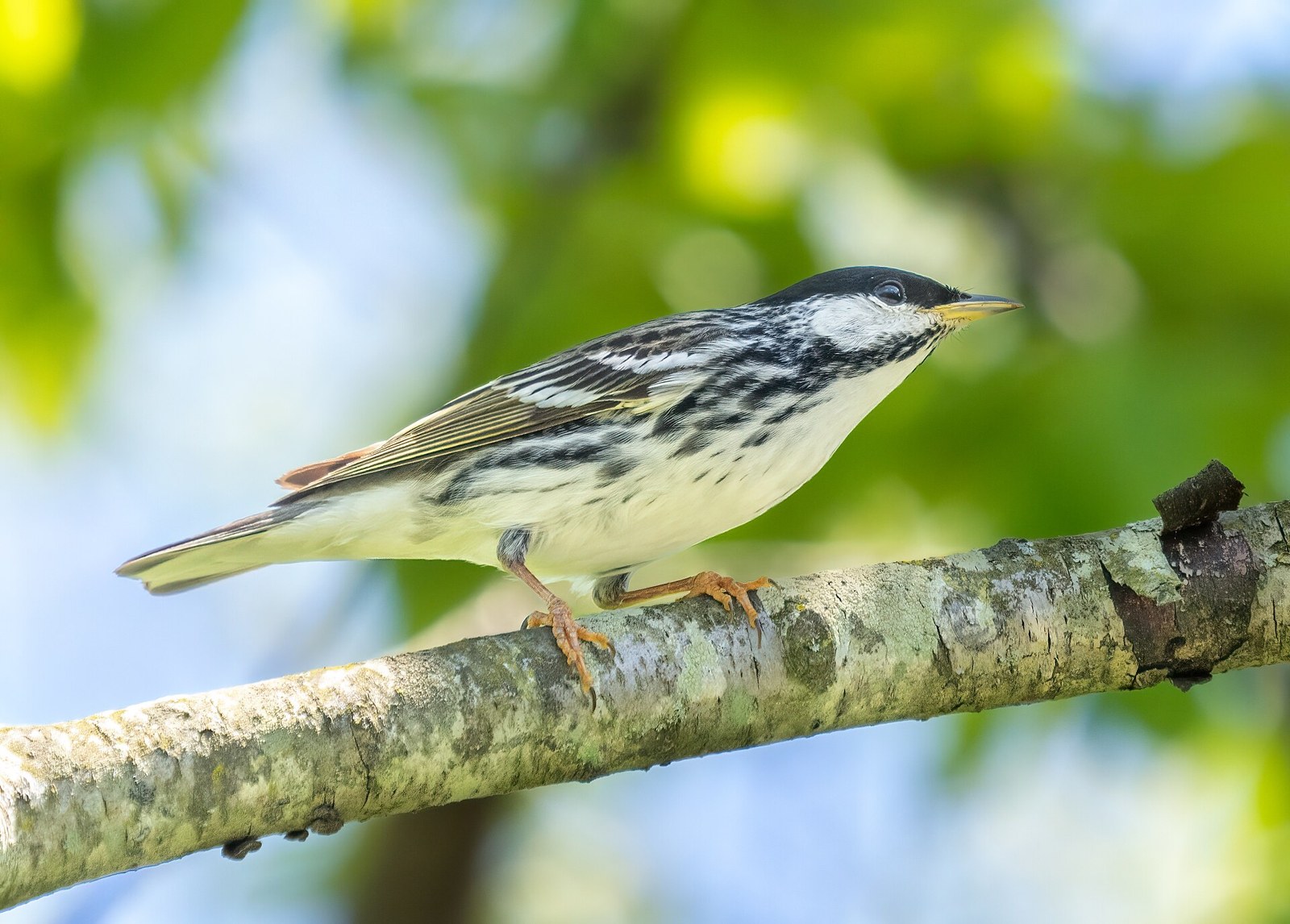 Horárik tajgový (Setophaga striata)