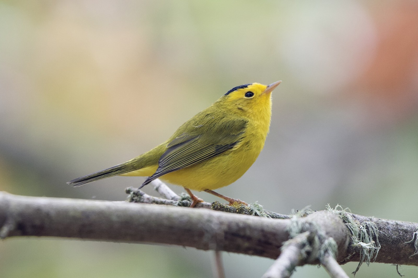 Horárik vŕbový (Cardellina pusilla)