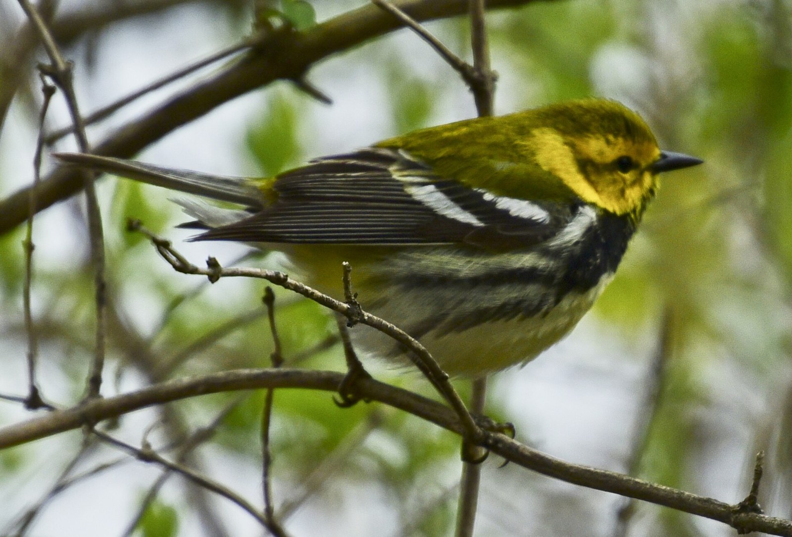 Horárik zelený (Setophaga virens)