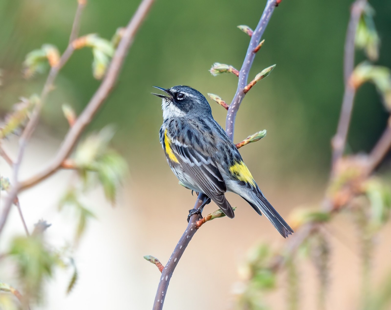 Horárik zlatohlavý (Setophaga coronata)