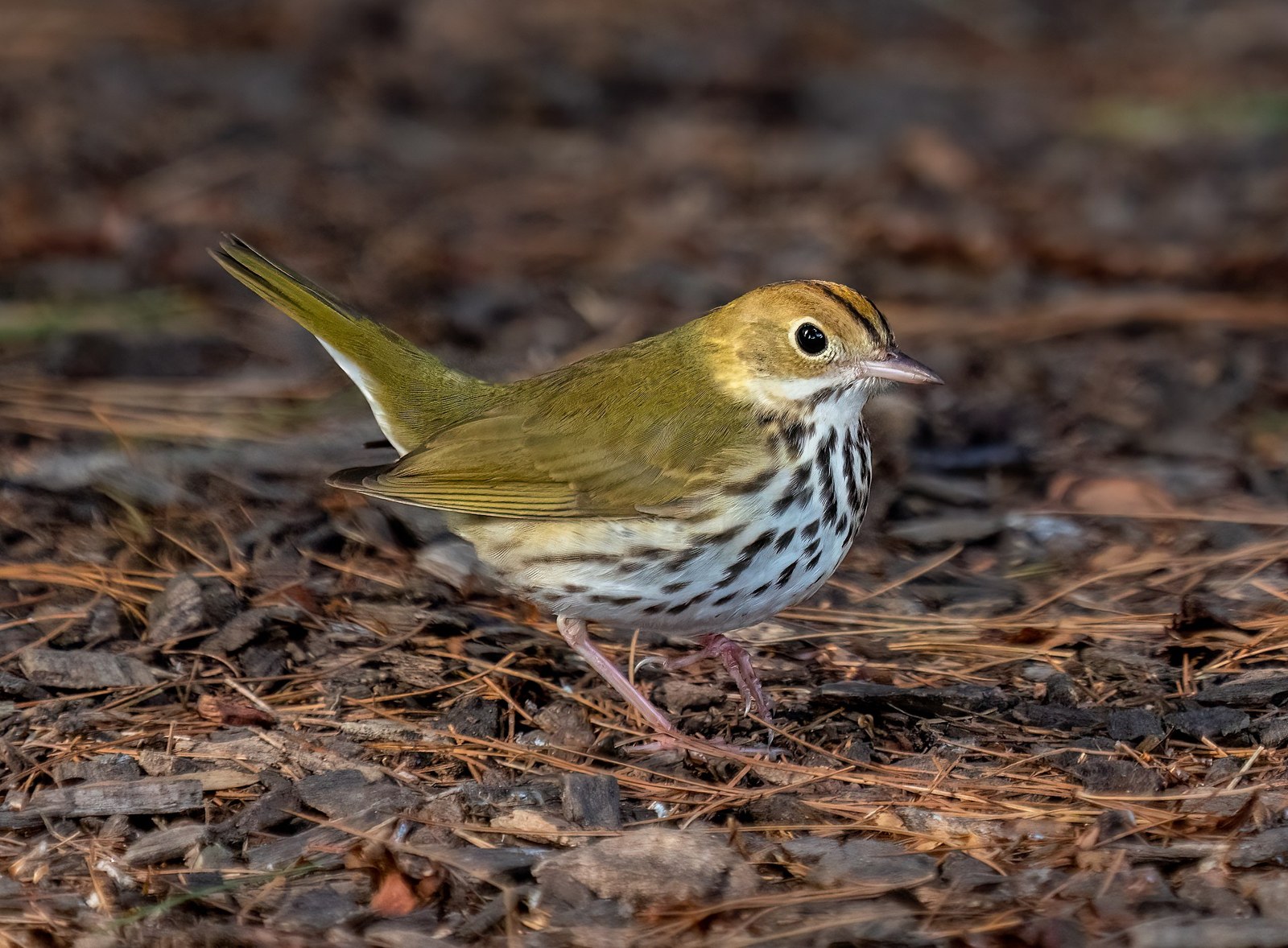 Horárik žltohlavý (Seiurus aurocapilla)