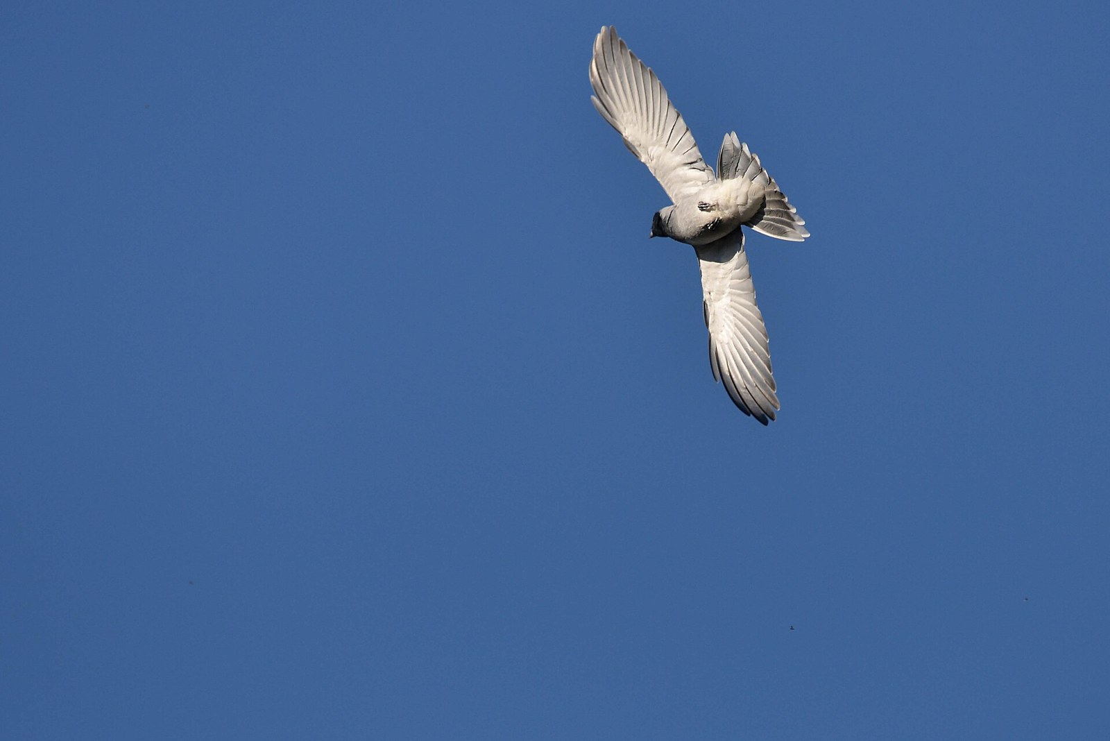 Húseničiarka čiernolíca (Coracina novaehollandiae)