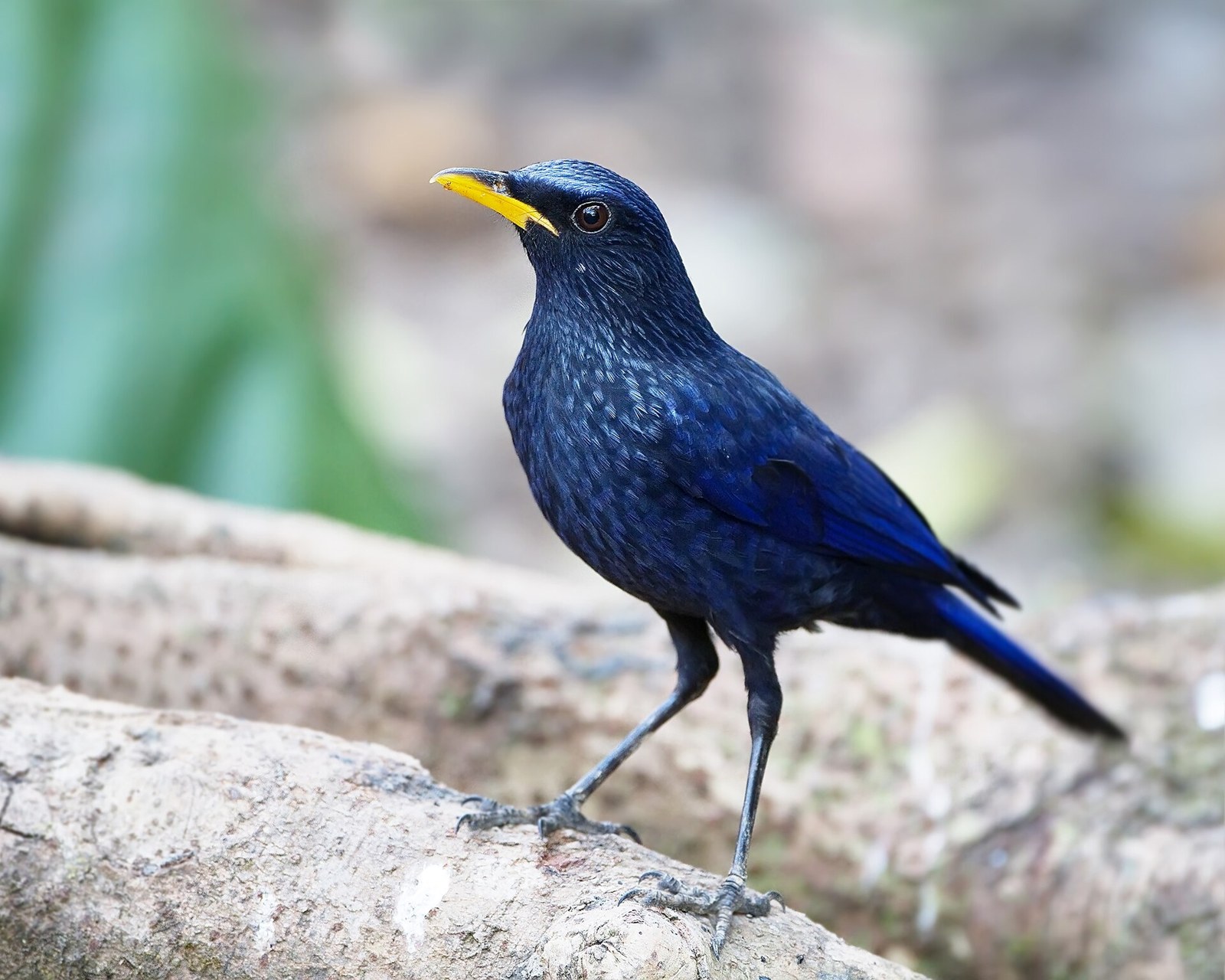 Hvízdač moriónový (Myophonus caeruleus)
