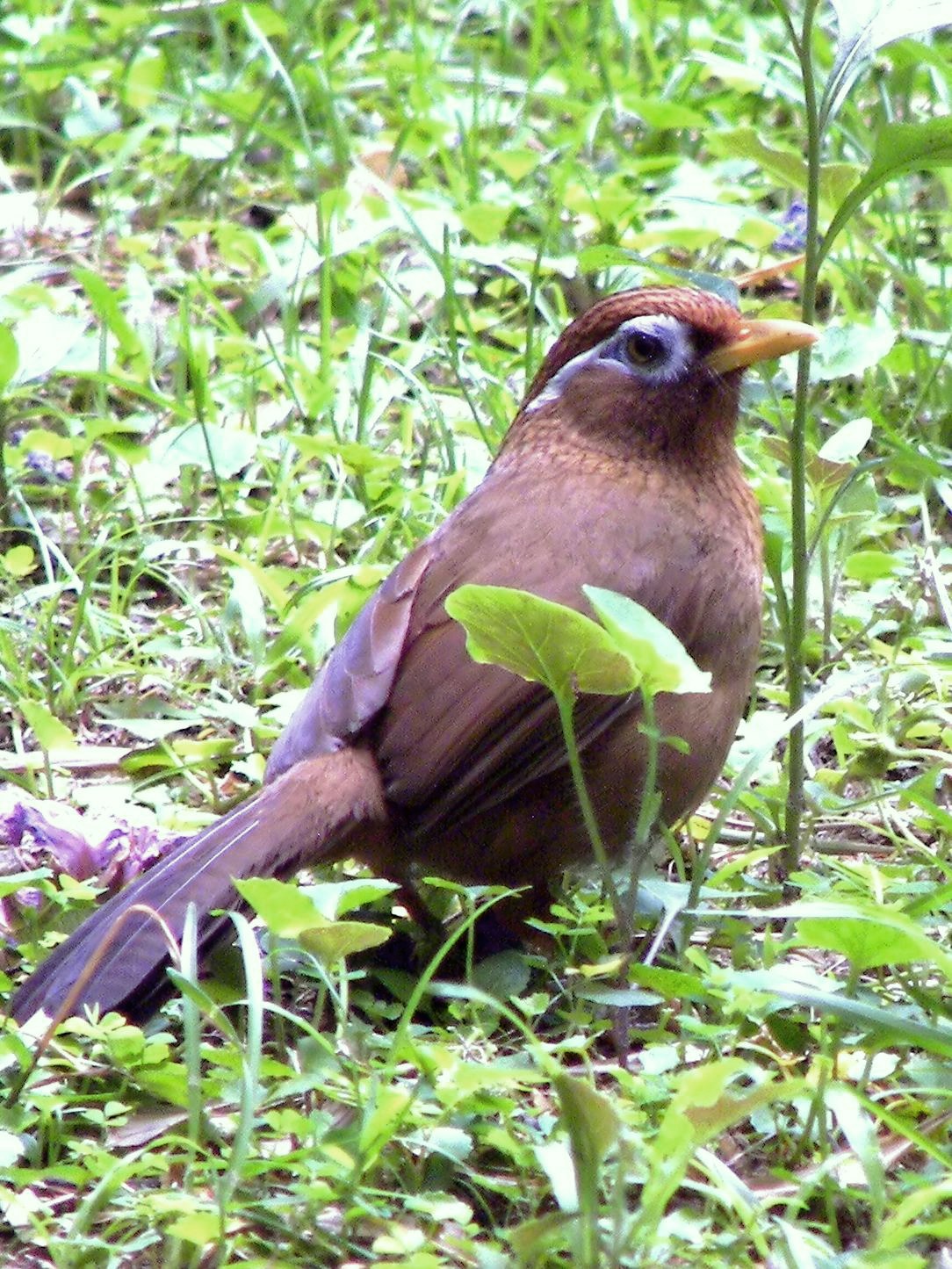 Sojkavec spevavý (Garrulax canorus)