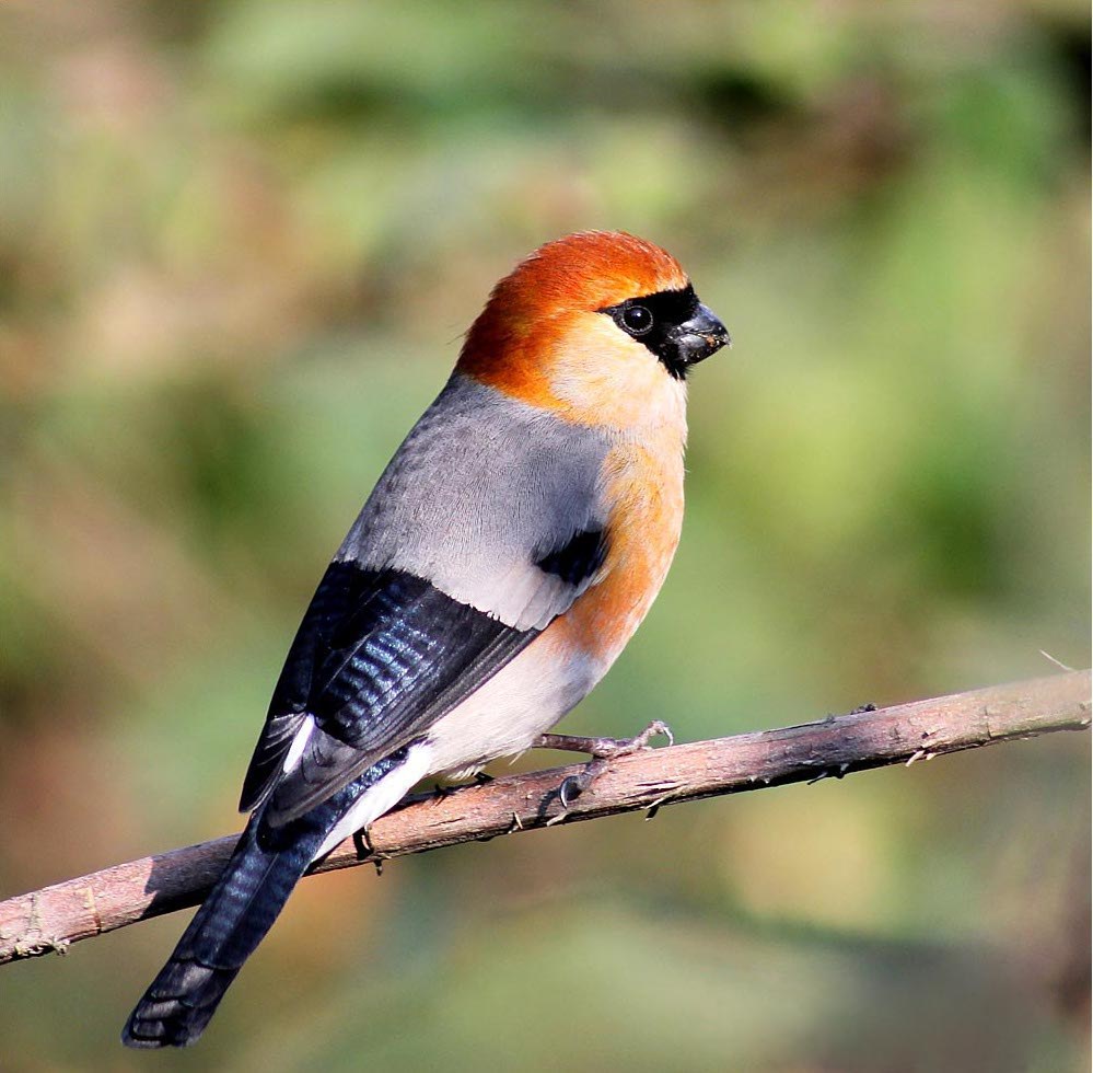 Hýľ červenohlavý (Pyrrhula erythrocephala)