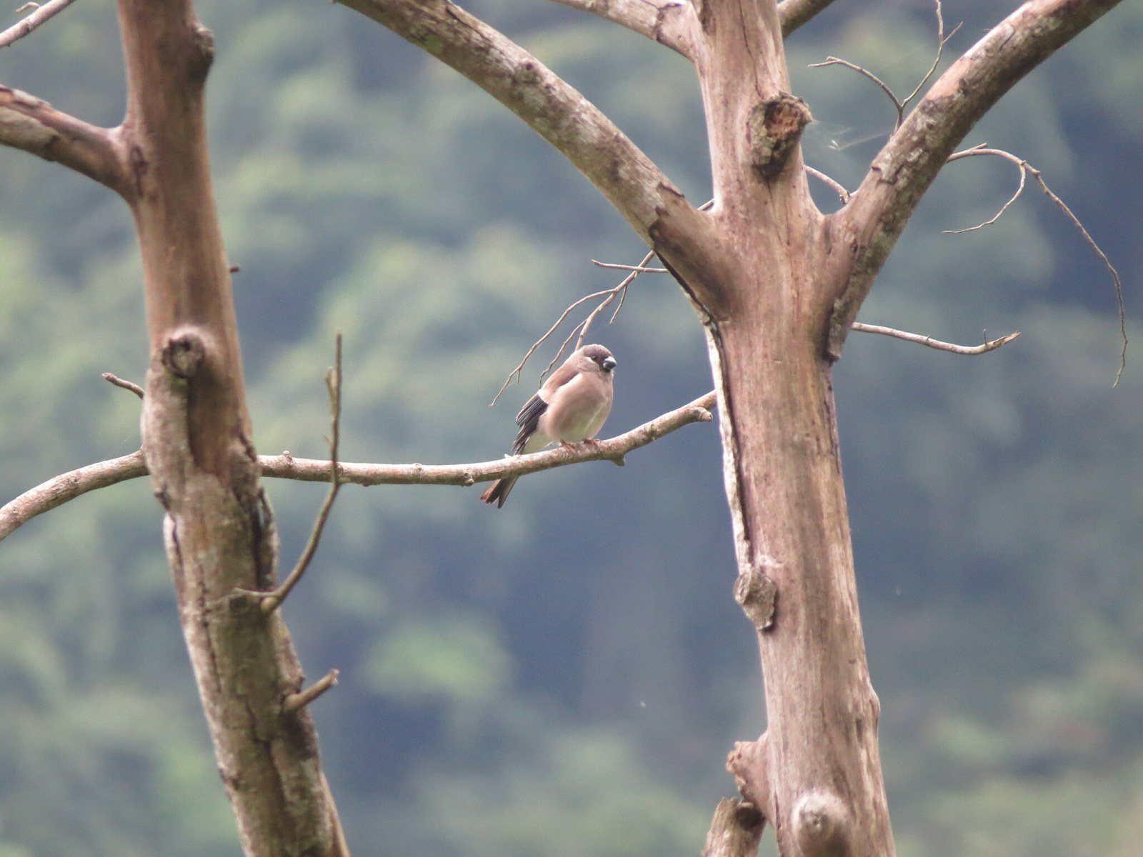 Hýľ hnedý (Pyrrhula nipalensis)