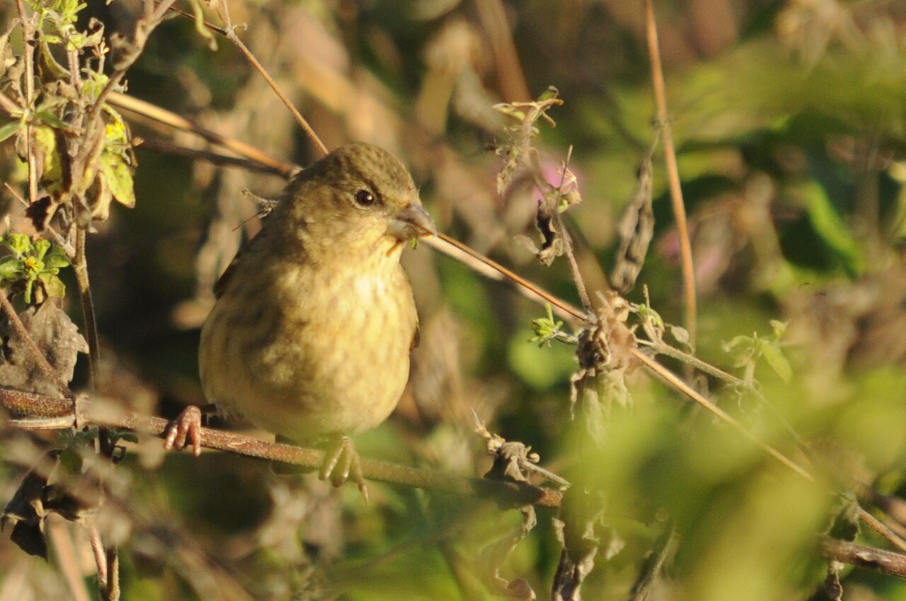 Hýľ karmínový — samica zblízka, hnedoolivové sfarbenie bez červenej, BRT Sanctuary, Karnataka, India (foto: T. R. Shankar Raman)