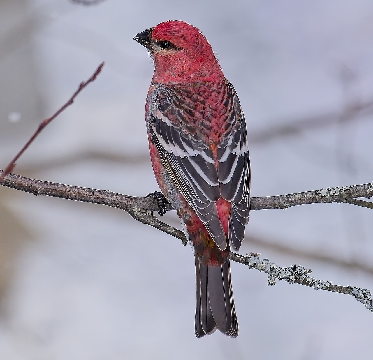 Smrečiar krivonosí — samec v karmínovo-ružovom operení, Algonquin Park; foto Mykola Swarnyk