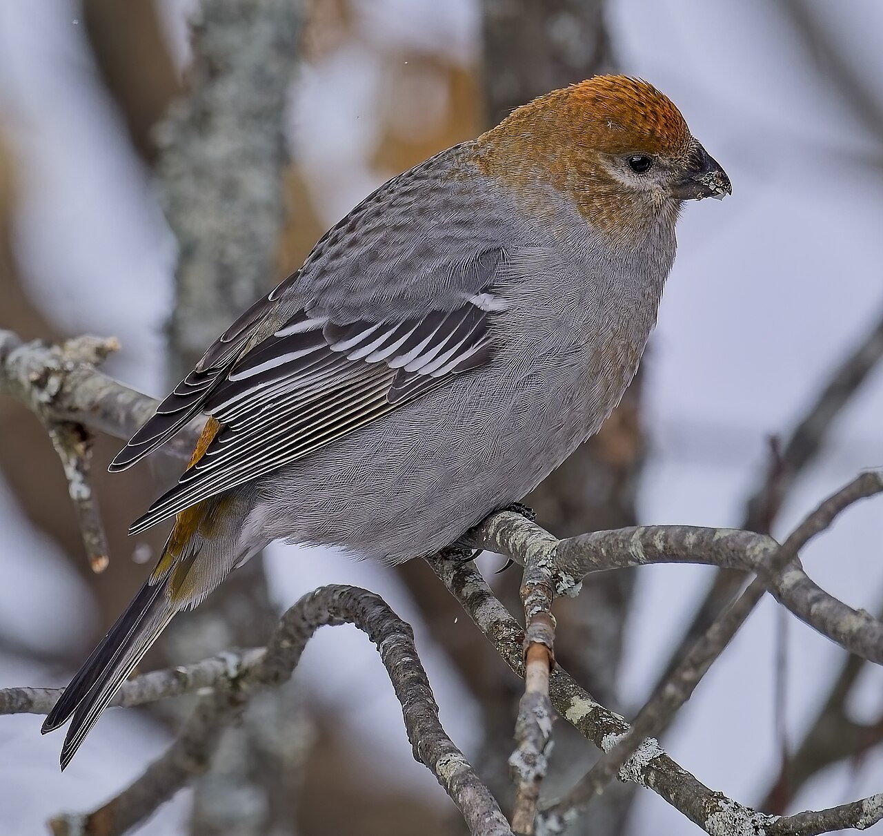 Smrečiar krivonosí — samica s olivovo-žltou hlavou, Algonquin Park; foto Mykola Swarnyk