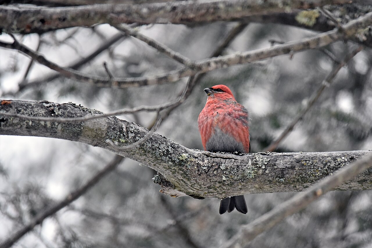 Smrečiar krivonosí — samec na vetve, viditeľné biele krídelné pásky, Minnesota; foto Courtney Celley/USFWS