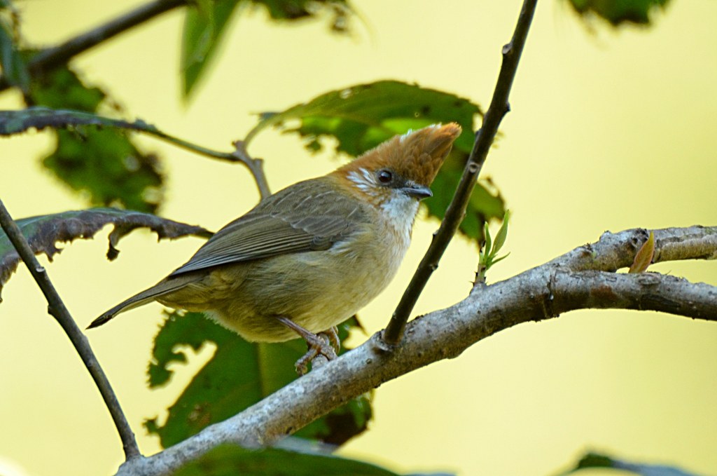 Juhina bielotylová (Yuhina bakeri)