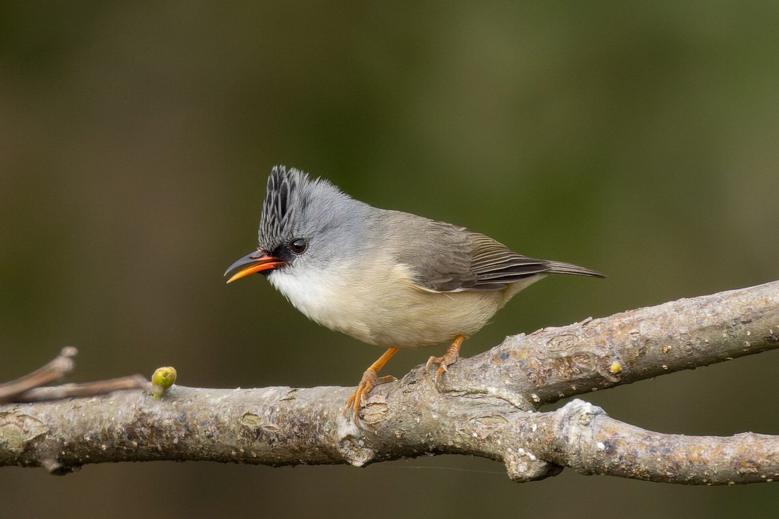 Juhina krpatá (Yuhina nigrimenta)