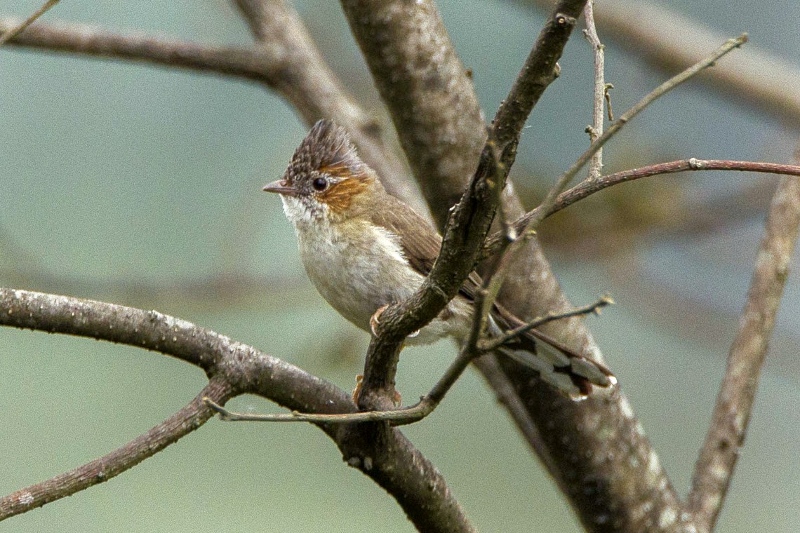 Juhina malochochlatá (Staphida castaniceps)