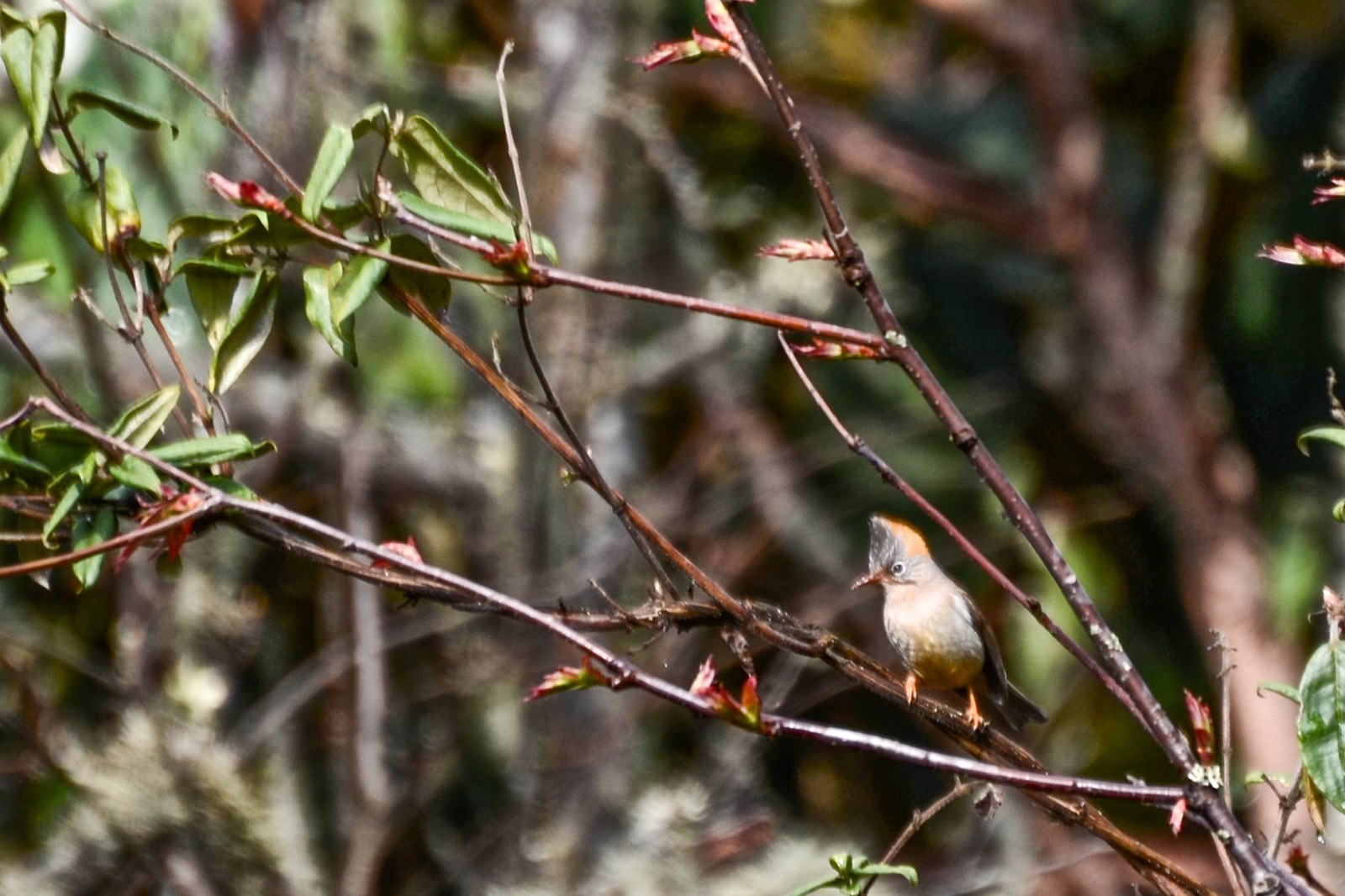 Juhina sivochochlatá (Yuhina occipitalis)