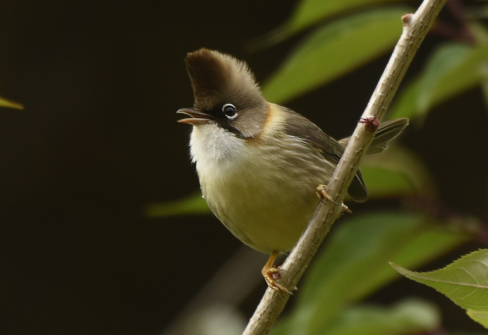 Juhina žltokrká (Yuhina flavicollis)