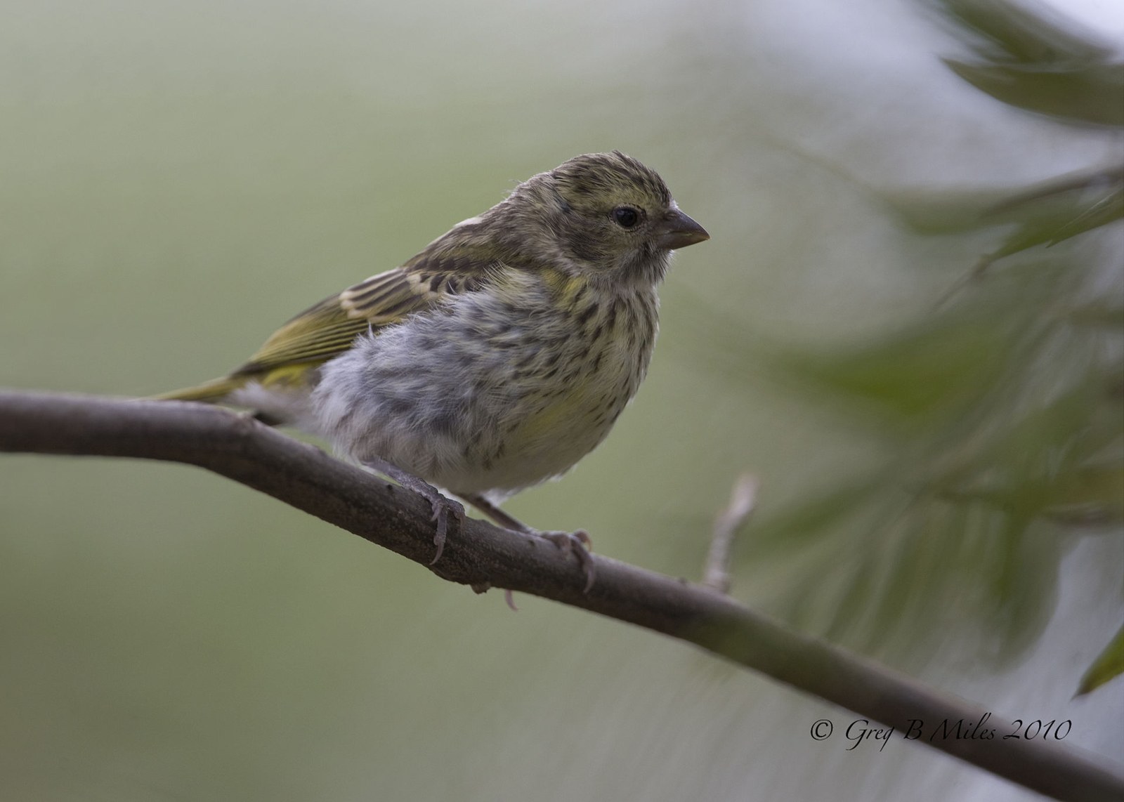 Kanárik bielobruchý (Crithagra dorsostriata)