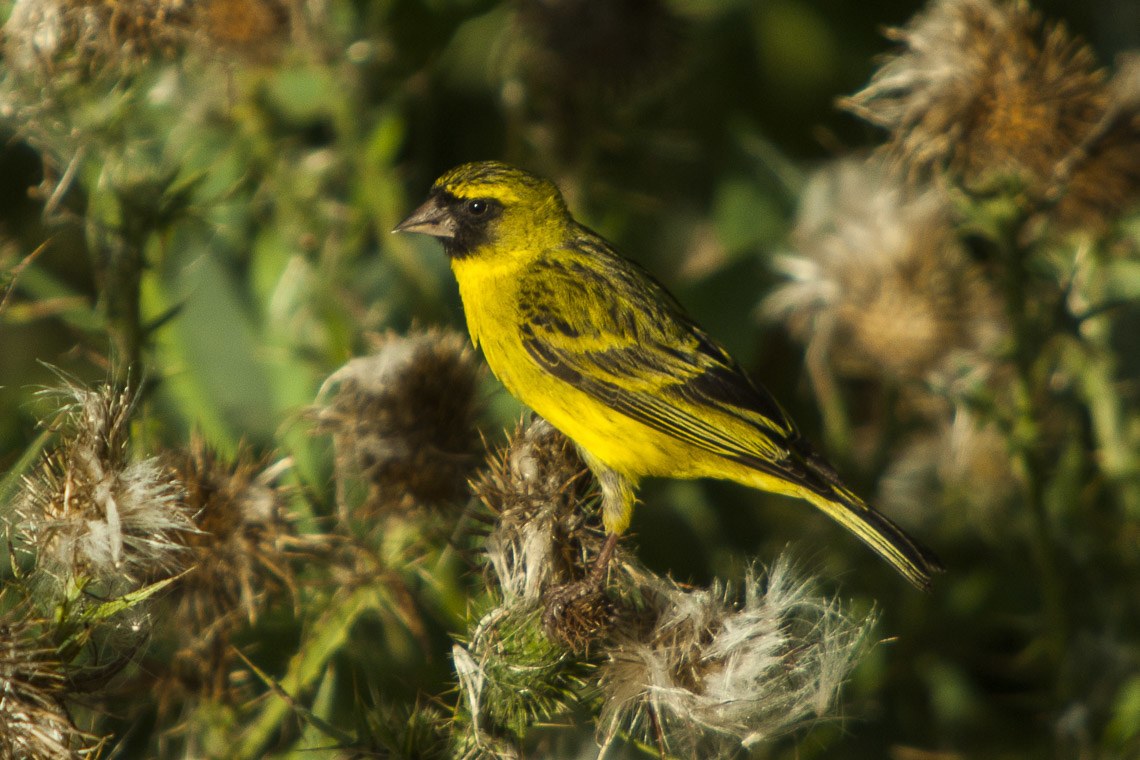 Kanárik citrónový (Crithagra citrinelloides)