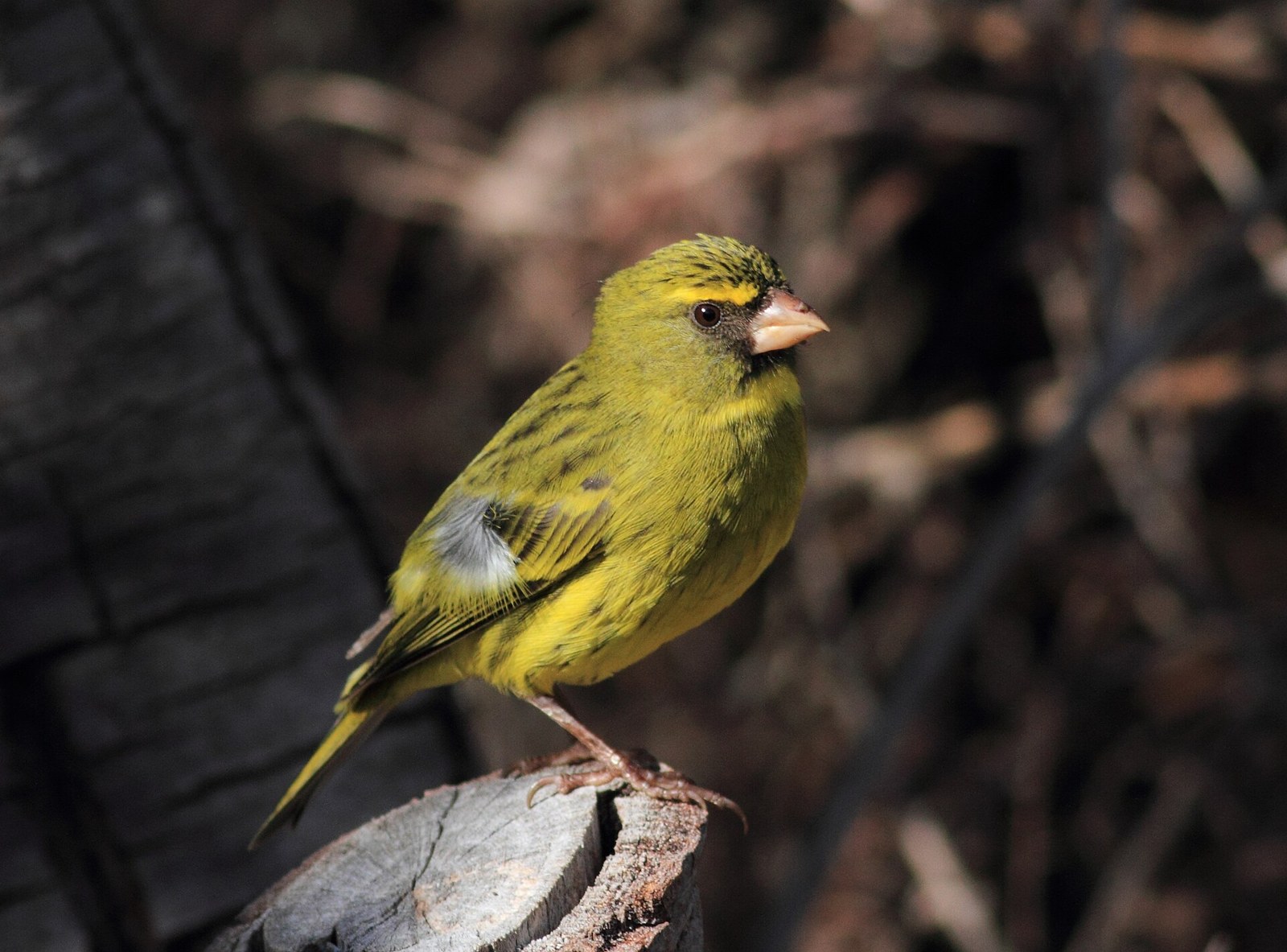 Kanárik lesný (Crithagra scotops)