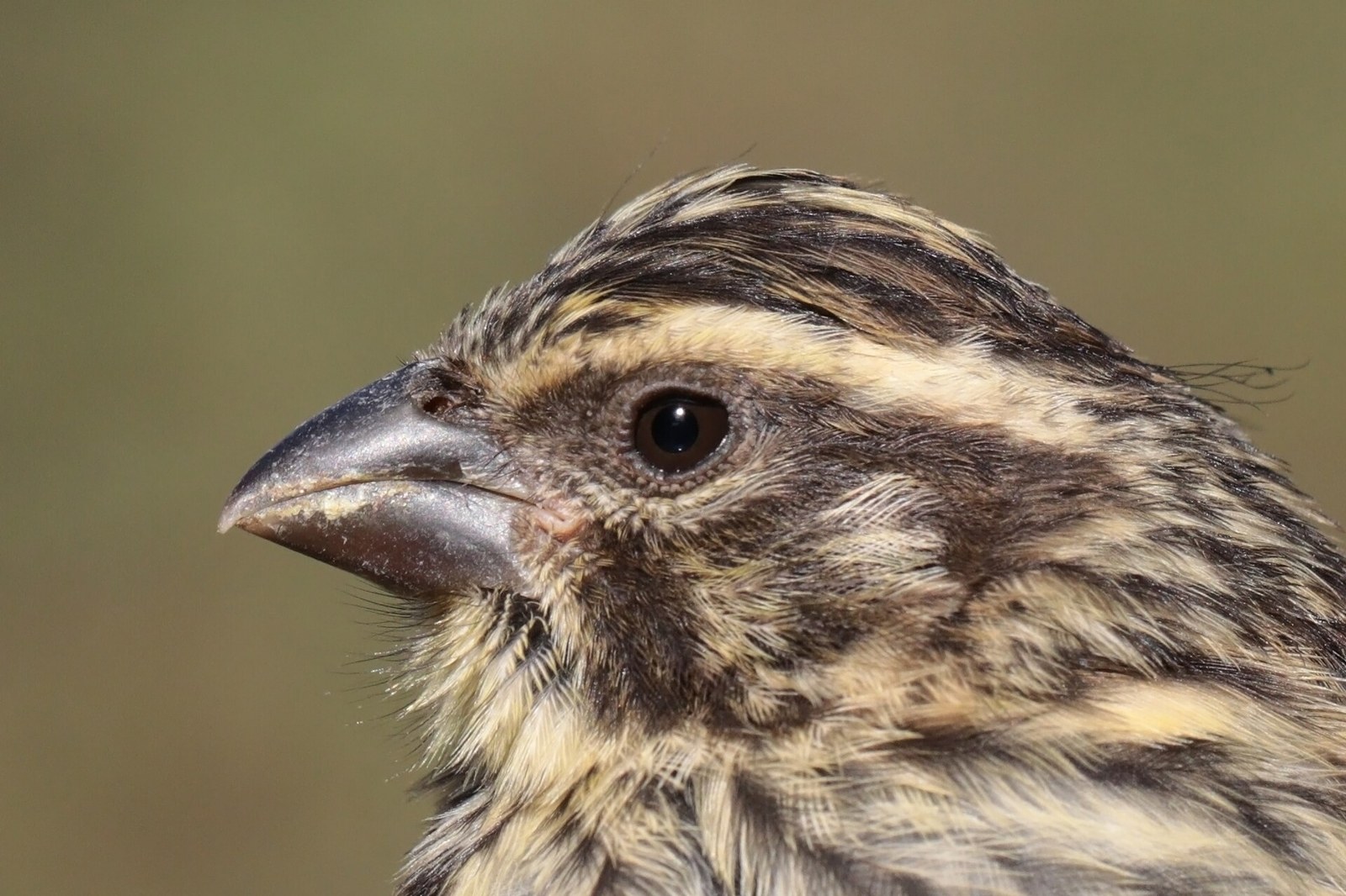 Kanárik pásikavý (Crithagra striolata)