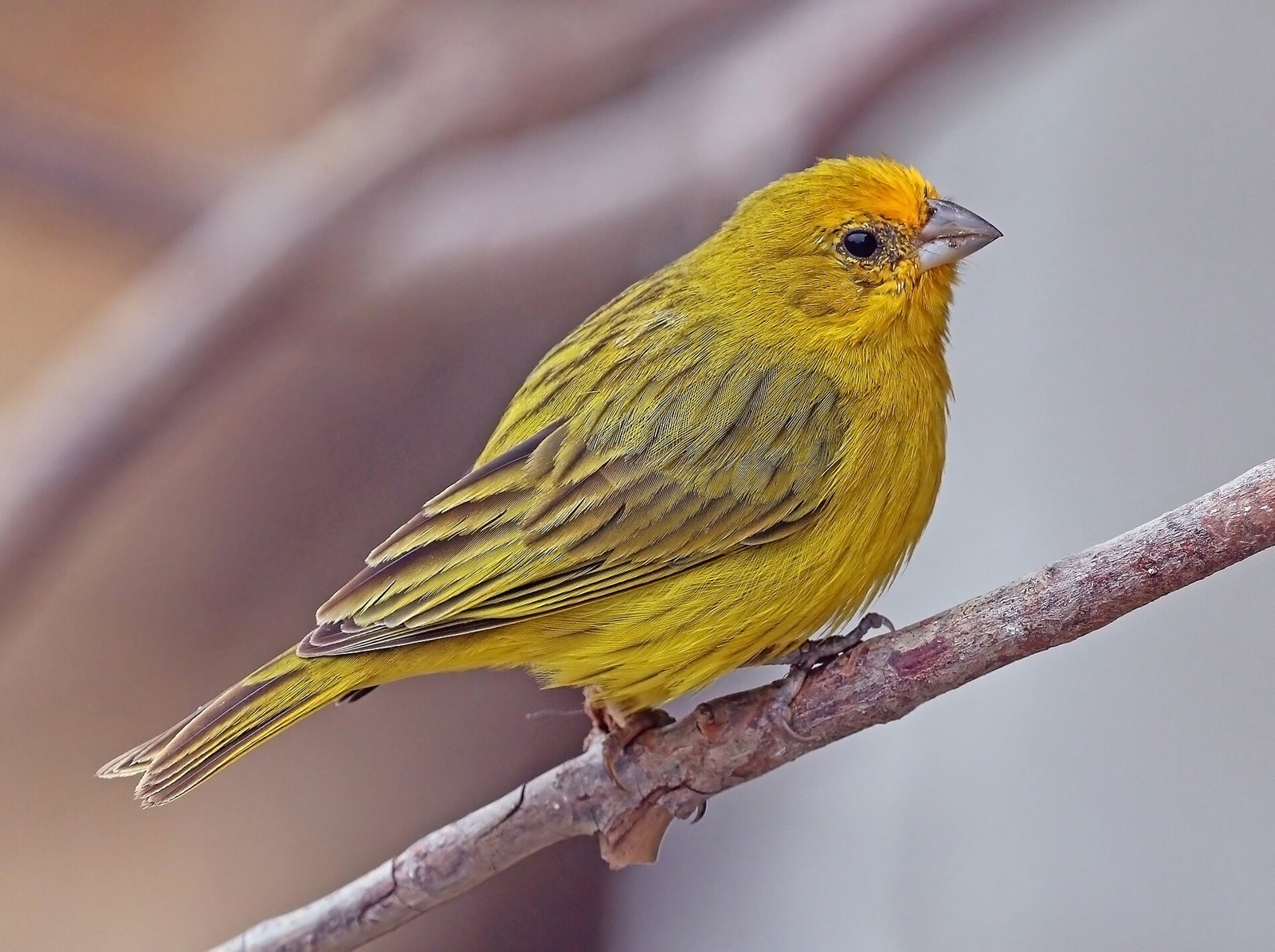 Sicalis šafranový (Sicalis flaveola)