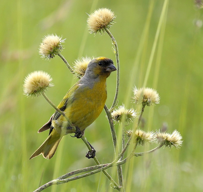 Kanárik sivokrký (Serinus canicollis)