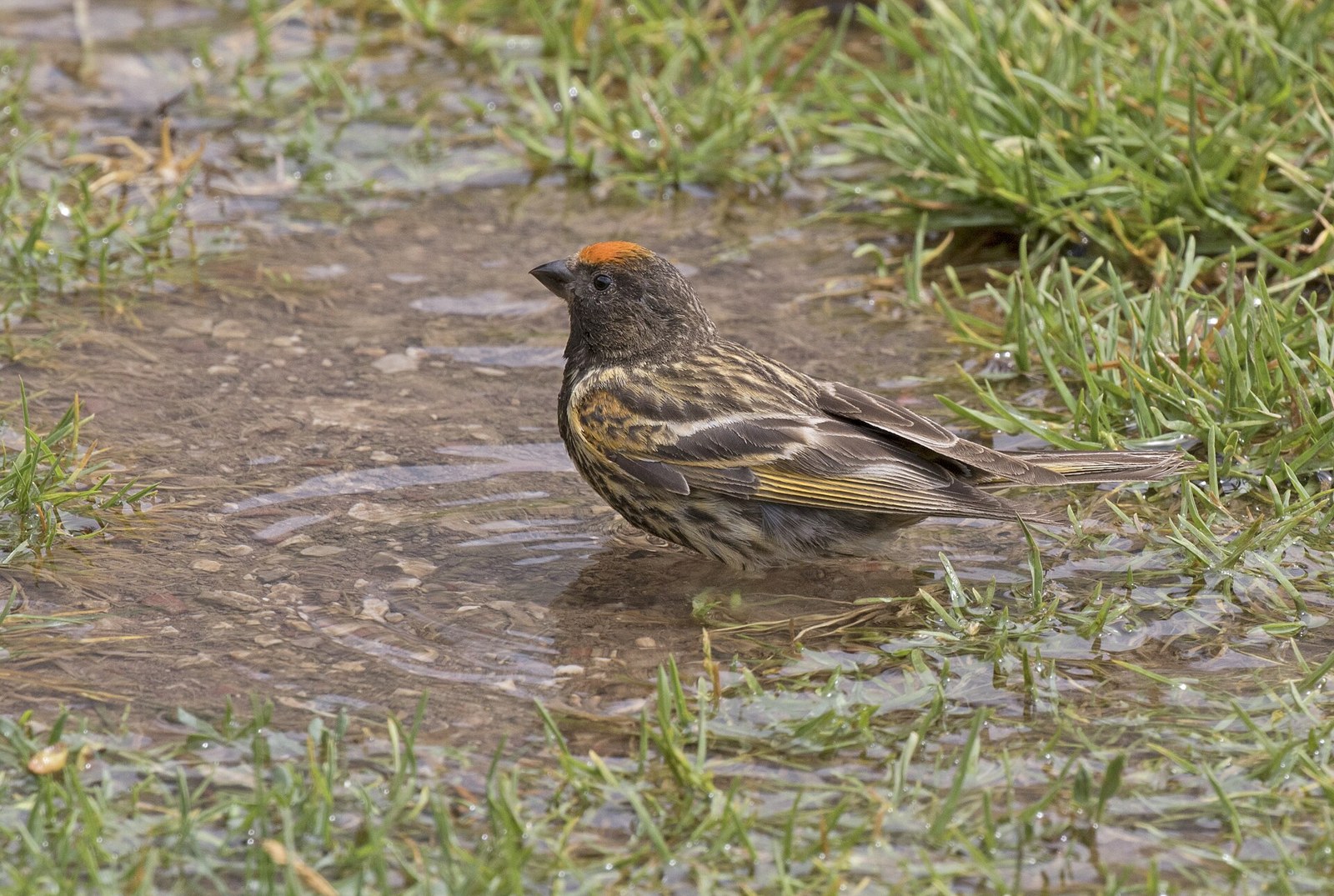 Kanárik vrchovský (Serinus pusillus)