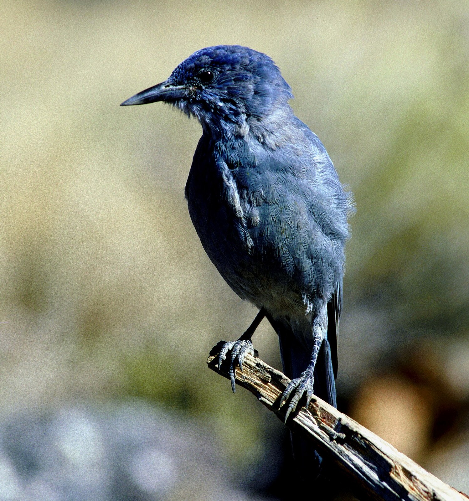Kapuciarka borinová (Gymnorhinus cyanocephalus)