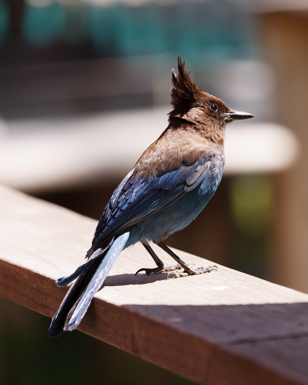 Kapuciarka diadémová (Cyanocitta stelleri)