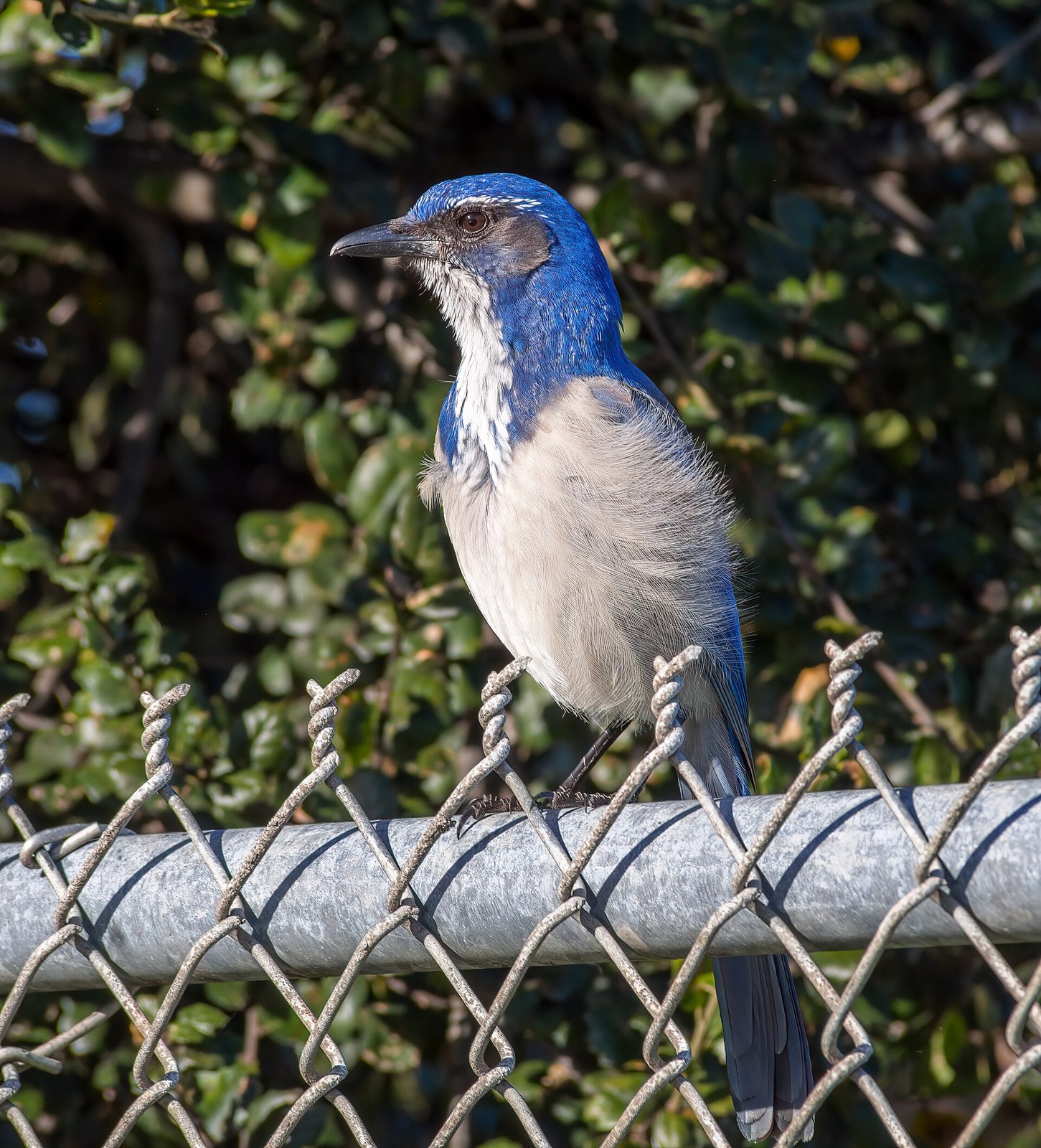 Kapuciarka dubová (Aphelocoma californica)