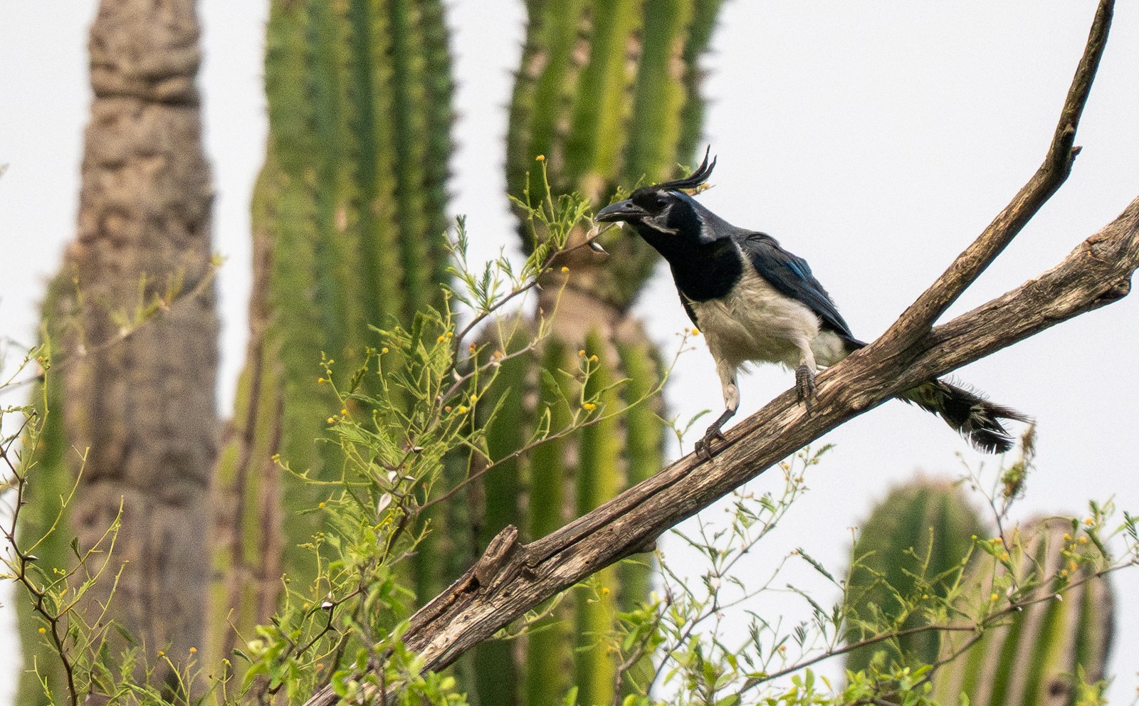 Kapuciarka masková (Cyanocorax colliei)